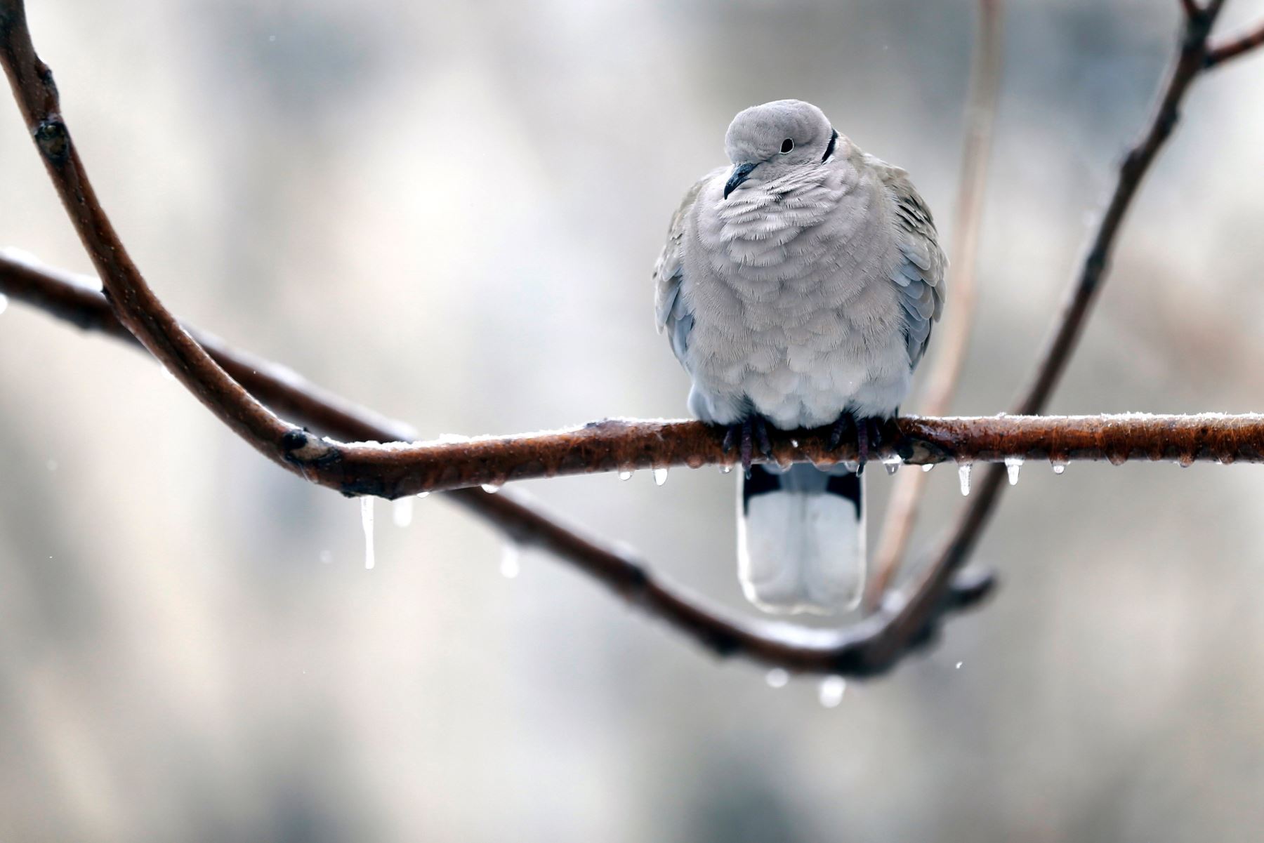 Una paloma posa en una rama congelada, en Bucarest, Rumanía. EFE/ Robert Ghement