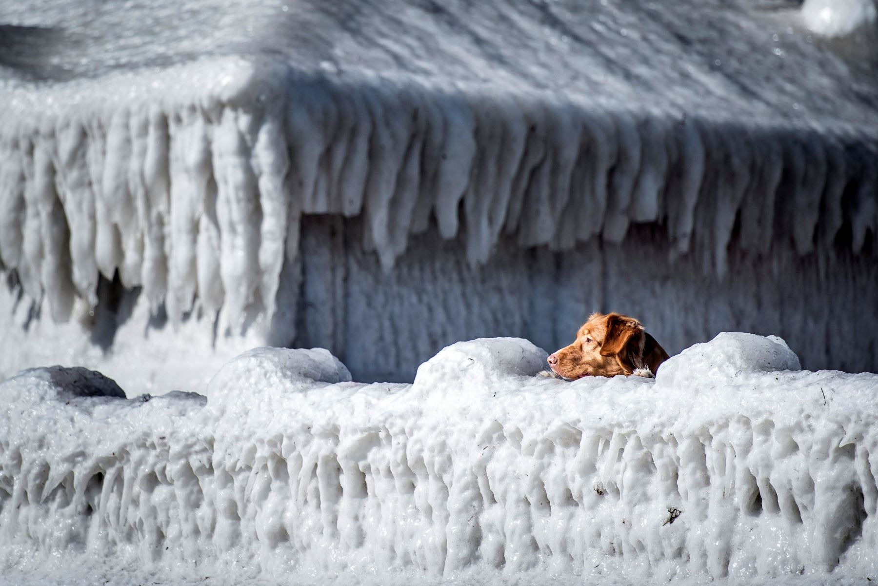 Un perro asoma por encima de la valla de su jardín junto a su casa cubierta por completo por el hielo en Faxe Bay al sur de Copenhague (Dinamarca). EFE/ Mads Claus Rasmussen