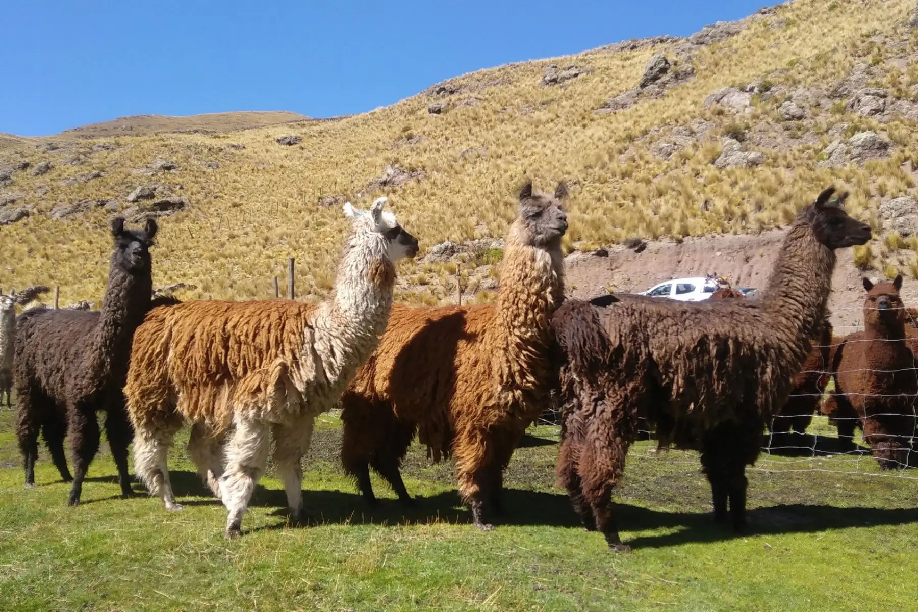 INIA crea registro con información genealógica de llamas en Puno.
