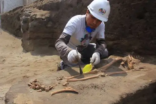 Hallan 47 entierros de más de 2,500 años, cerámicos, spondylus y otros objetos en Huanchaco, Trujillo. ANDINA/Luis Puell