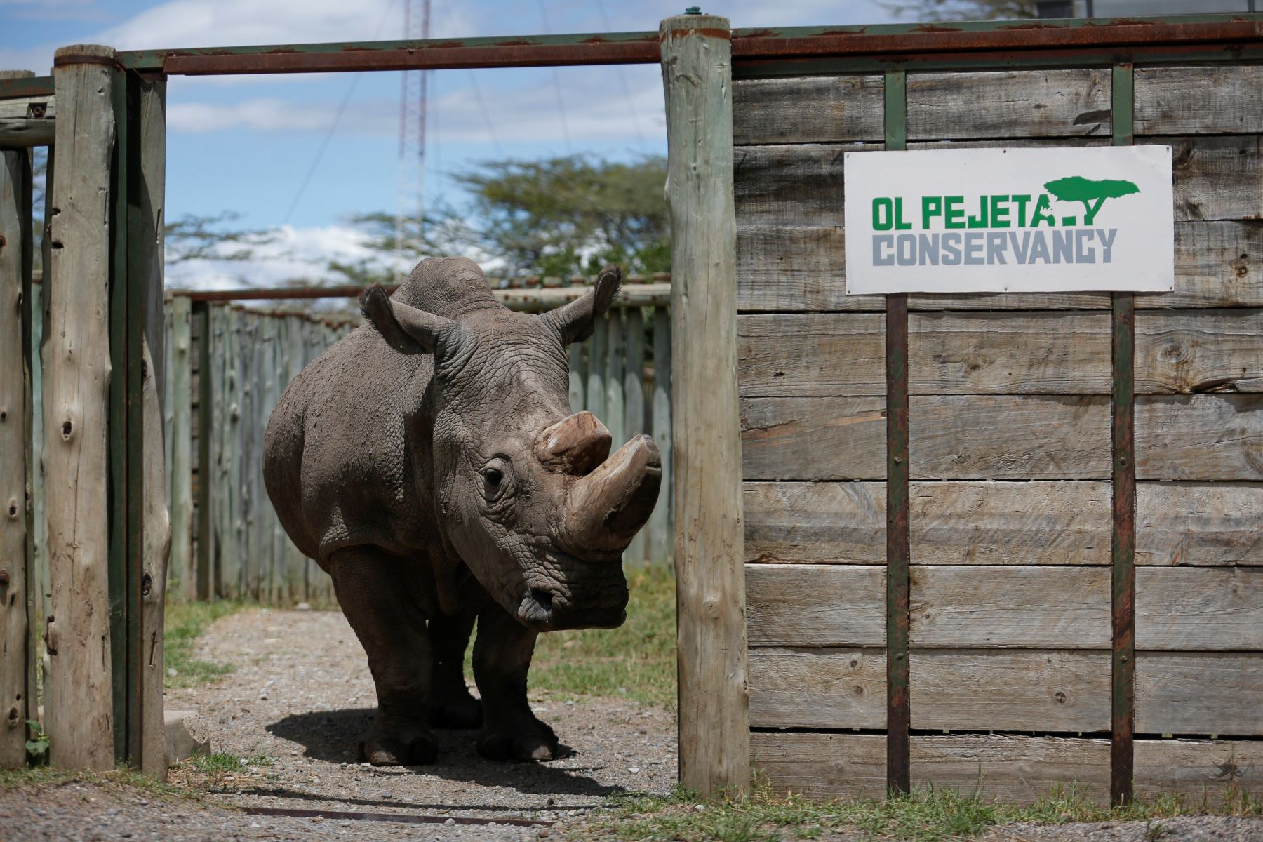 Sudán. El último rinoceronte blanco del norte macho que quedaba en el mundo fue sacrificado tras agravarse la enfermedad que sufría desde hace varias semanas, informó hoy la reserva natural keniana de Ol Pejeta, donde vivía desde el 2009. Textos y fotos: EFE