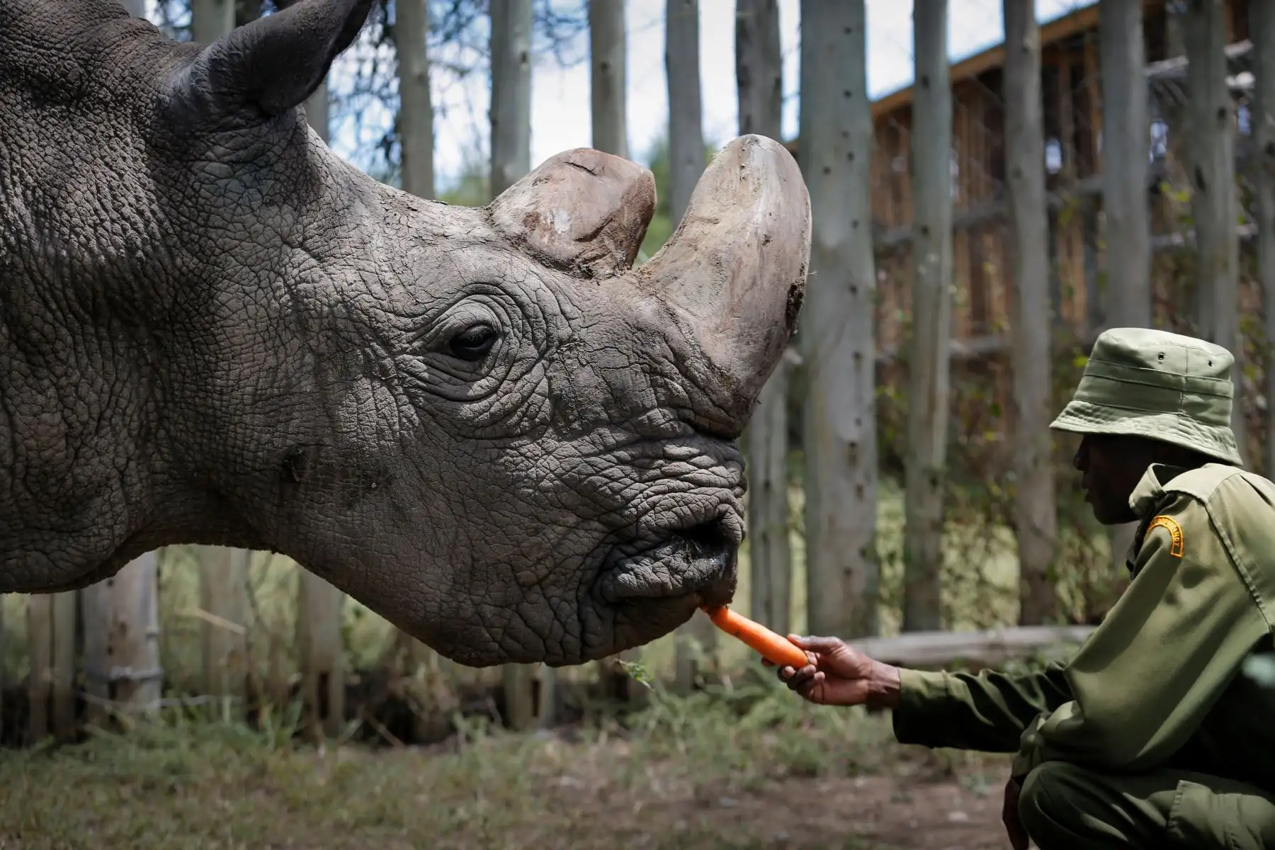 Sudán alcanzó gran popularidad tras una campaña lanzada en la red social Tinder por la reserva natural Ol Pejeta para conseguir los US$ 9 millones necesarios para desarrollar las técnicas de fertilización asistida válida para estos animales.