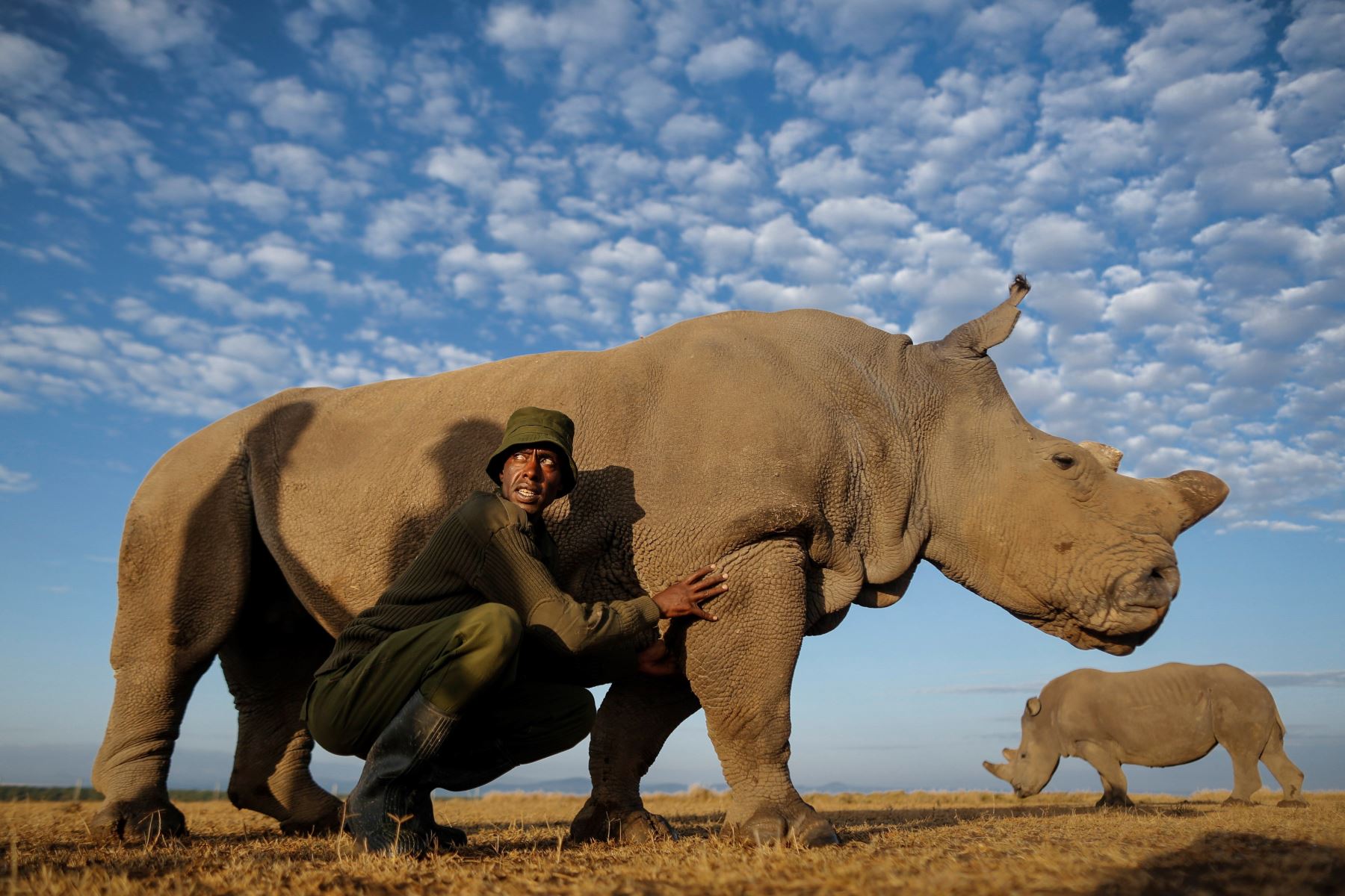 "Soy único. Soy el último rinoceronte blanco macho en el planeta Tierra. No quiero parecer un aprovechado, pero el destino de mi especie depende, literalmente, de mí. Actúo bien bajo presión. Mido 1.82 metros y peso 2,267 kilos, por si esto importa", describe su perfil.