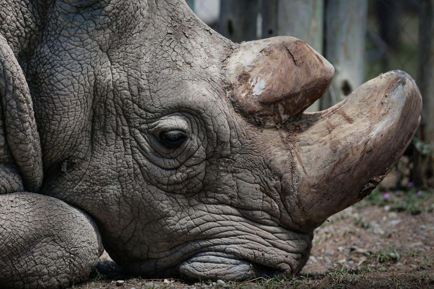 La reserva informó que ayer extrajo "material genético" de la criatura, lo que "da esperanza a futuros intentos de reproducir a la especie del rinoceronte blanco". Hay otras dos hembras vivas, ambas hijas de Sudán, también en Ol Pejeta.