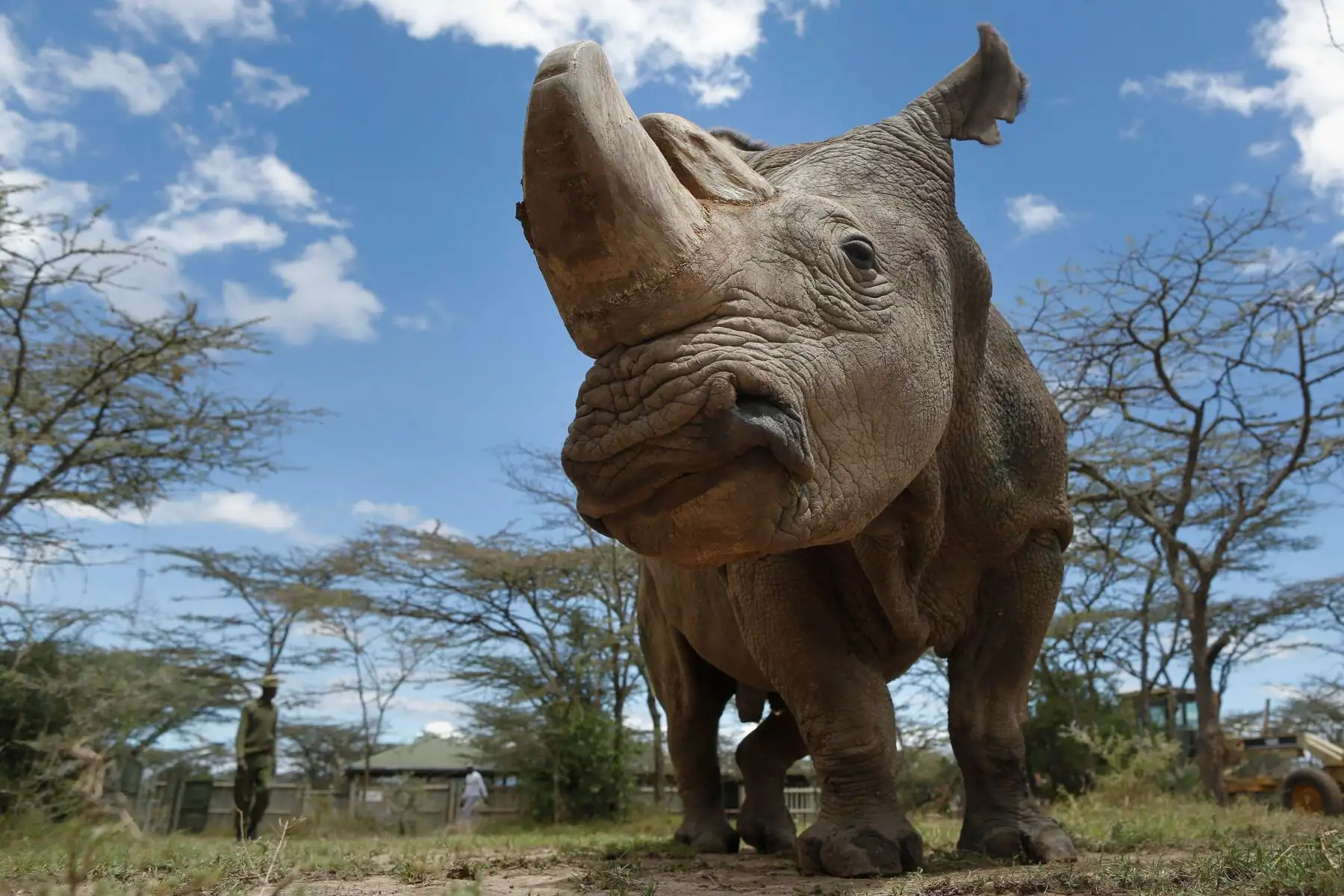Durante años, la caza furtiva de rinocerontes blancos, como lo era en Sudán, ha contribuido a su inminente extinción, ya que sus cuernos se pagan a precios superiores al oro en el mercado asiático debido a supuestas propiedades curativas y afrodisíacas, algo que lo convierte en un producto codiciado.