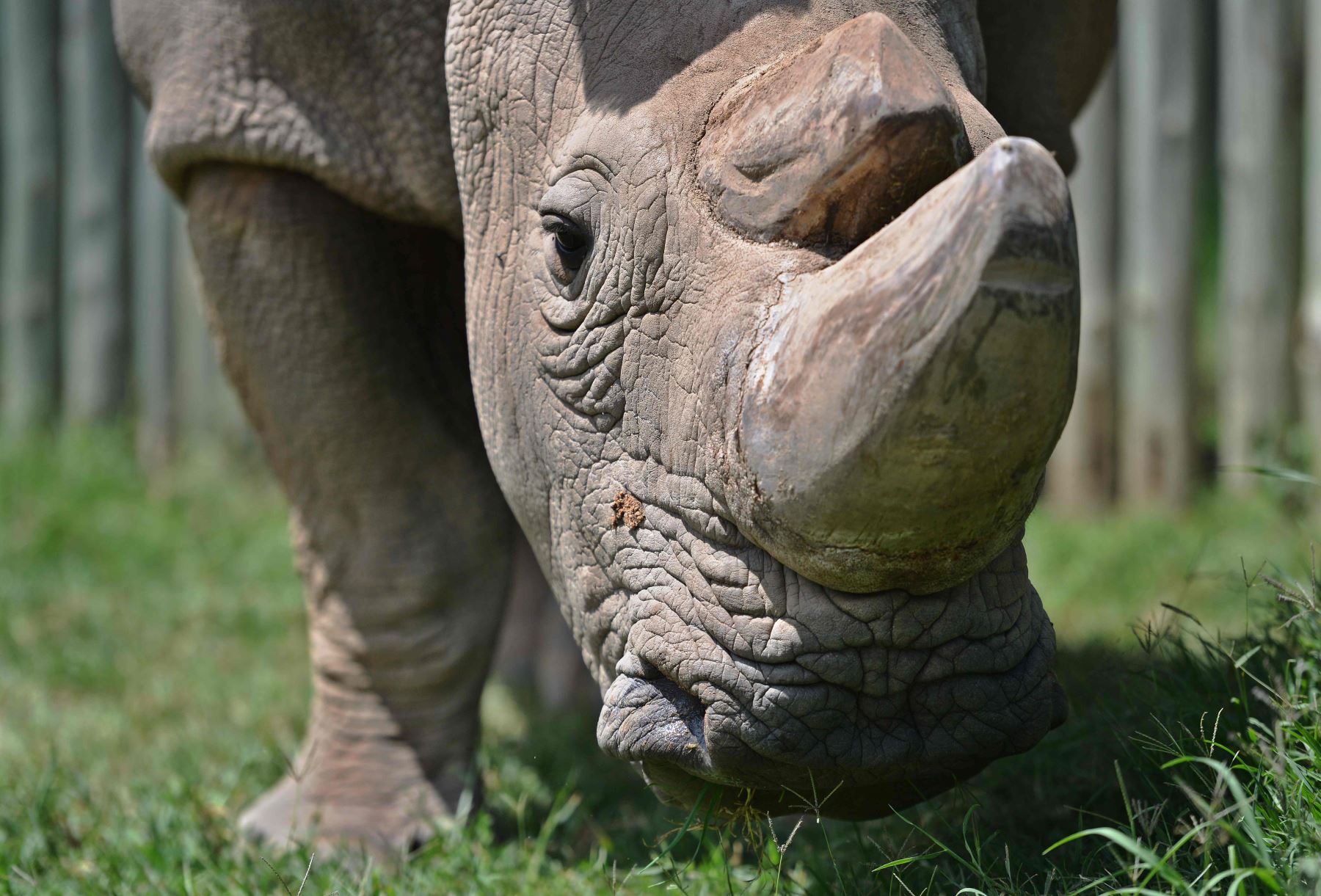 Sudán, el último rinoceronte blanco. Foto: AFP