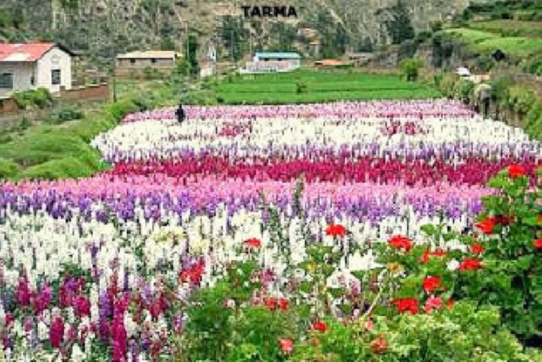 A 5 kilómetros de la ciudad de Tarma, en la zona denominada Chuchupampa se ubica el valle de las flores,