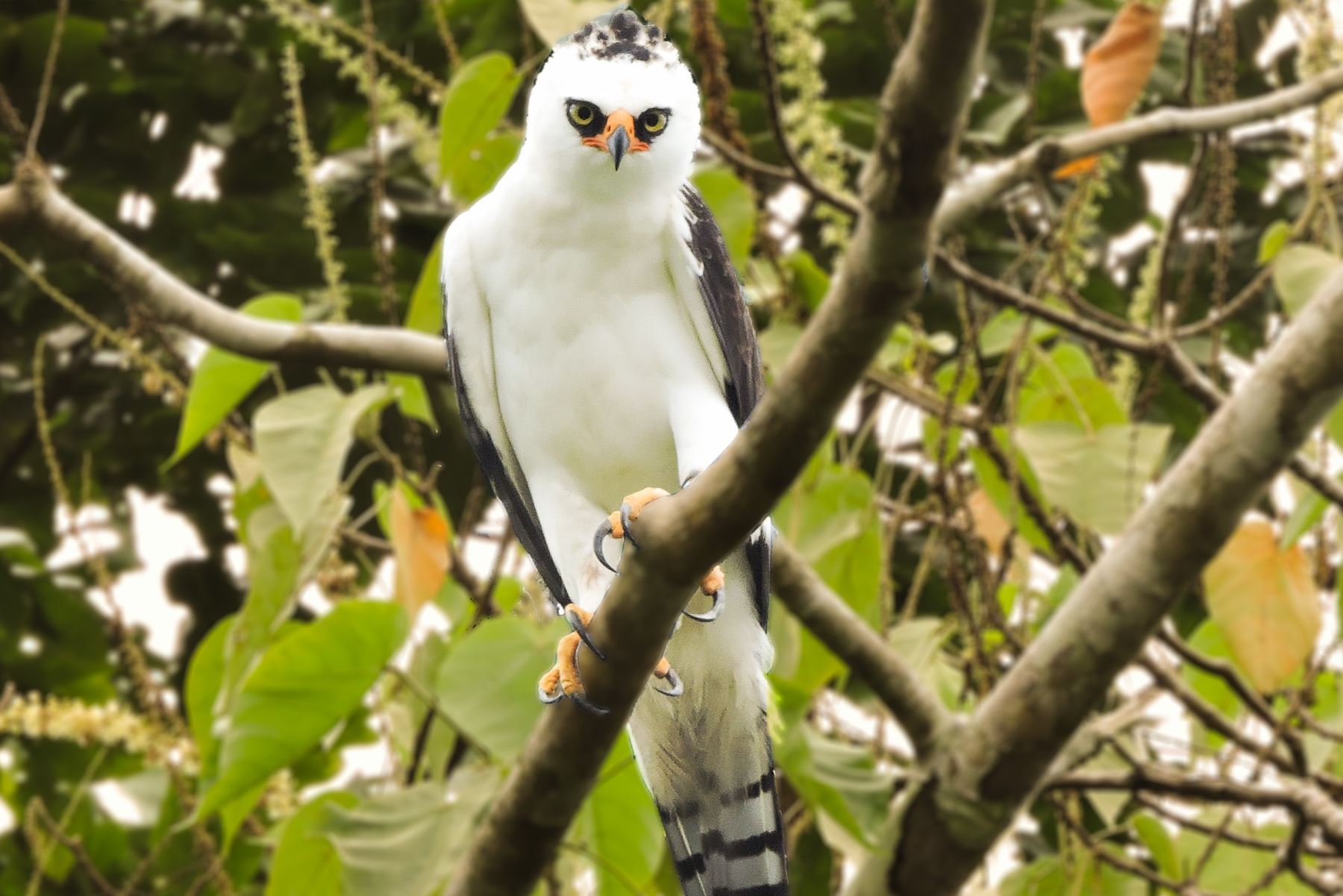 Avistan águila blanca y negra en la Reserva Nacional Allpahuayo Mishana, en Loreto. Foto: Sernanp