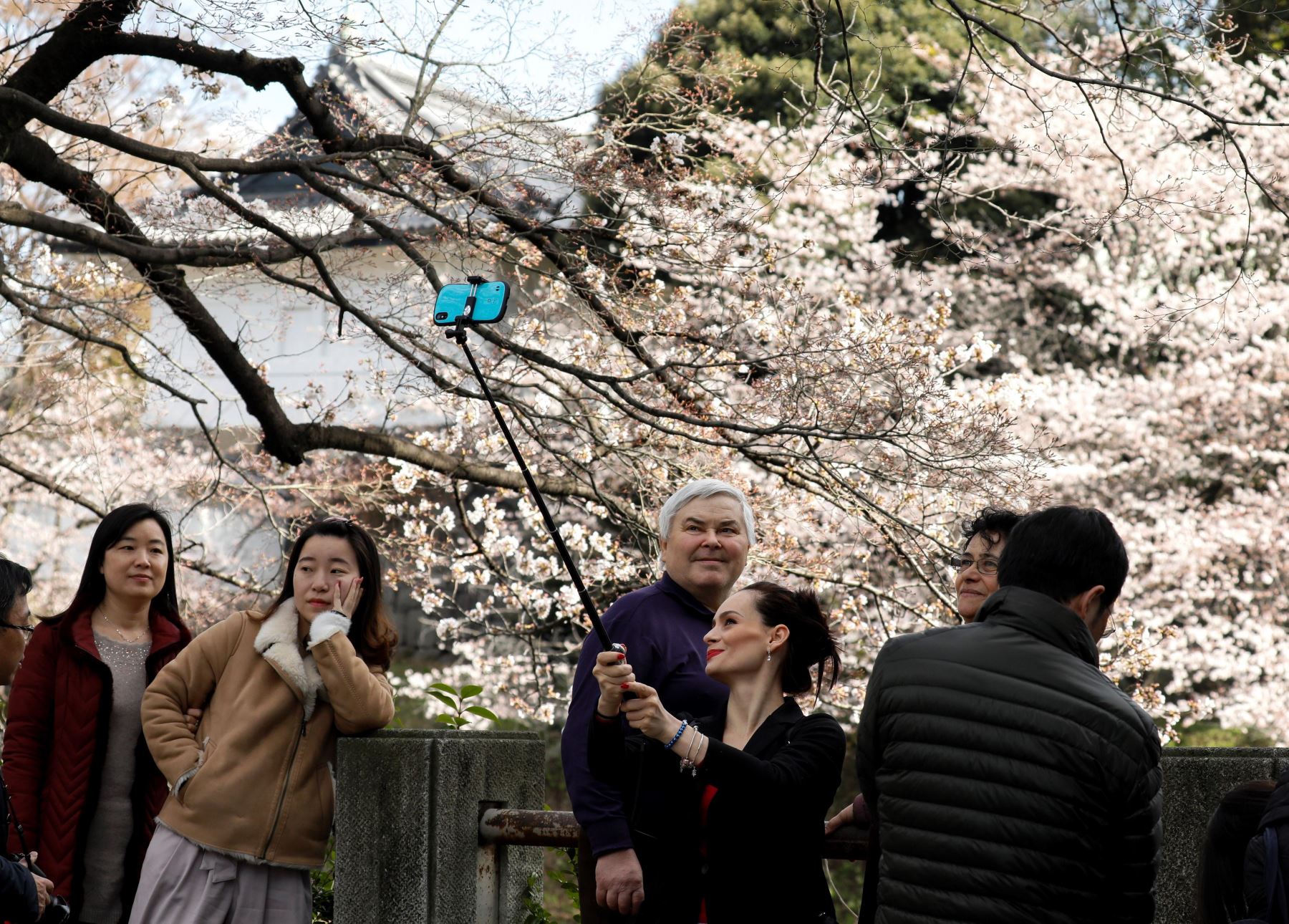 Turistas se fotografían junto a cerezos en flor. Foto: EFE