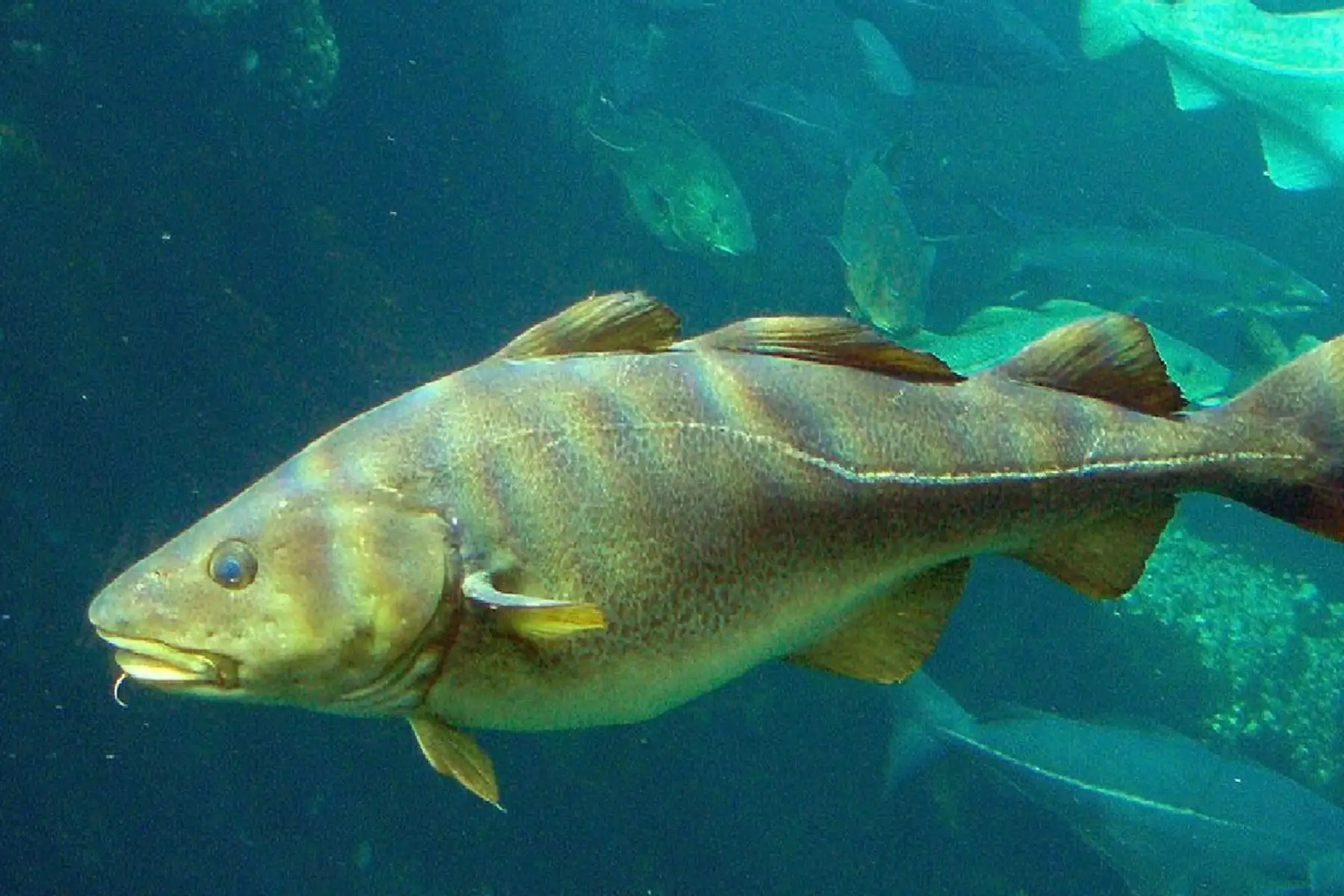 Bacalao
