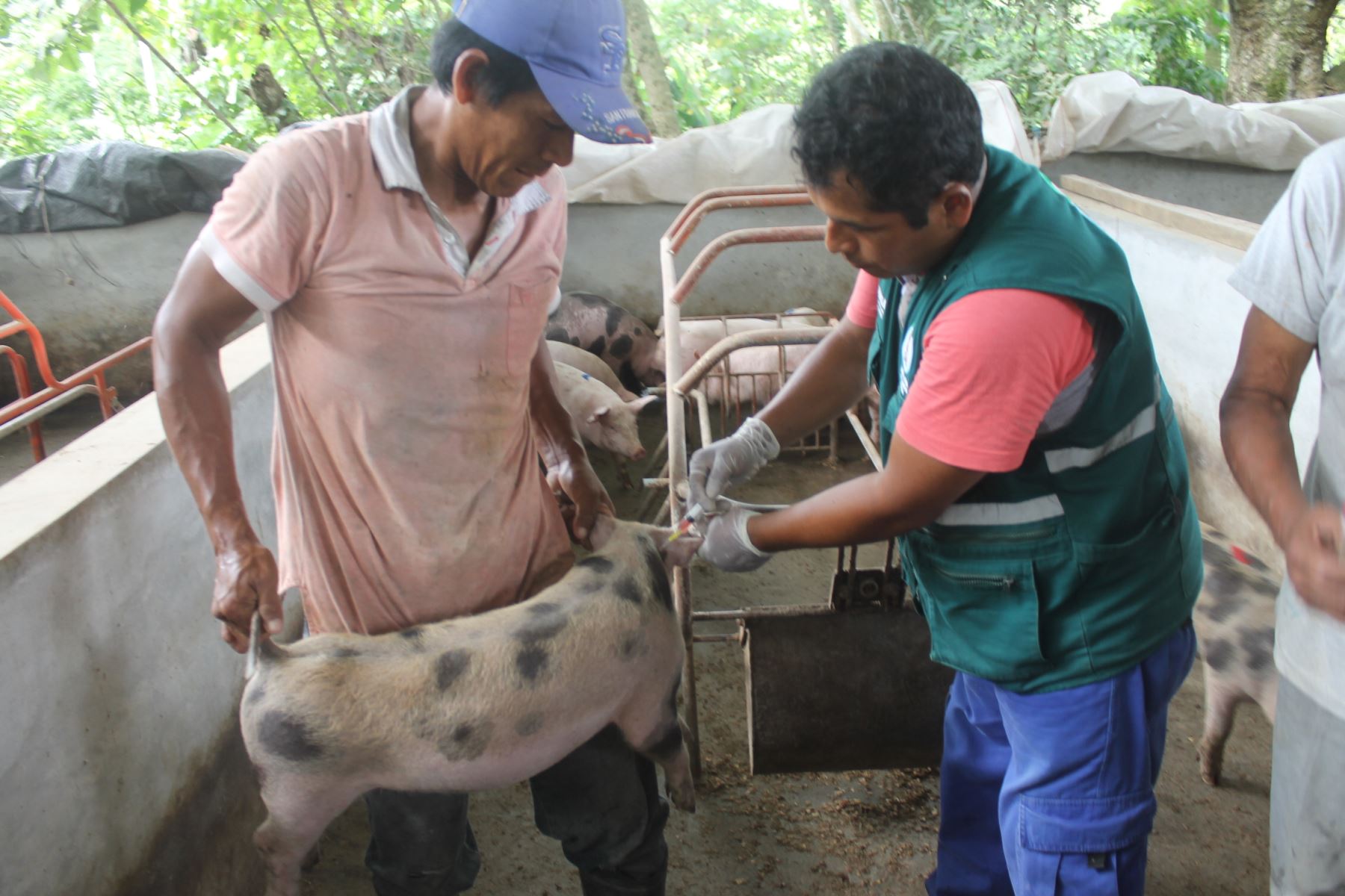 Senasa prevé vacunar a 47,000 cerdos en campaña contra la peste porcina clásica. ANDINA/Pedro Tinoco