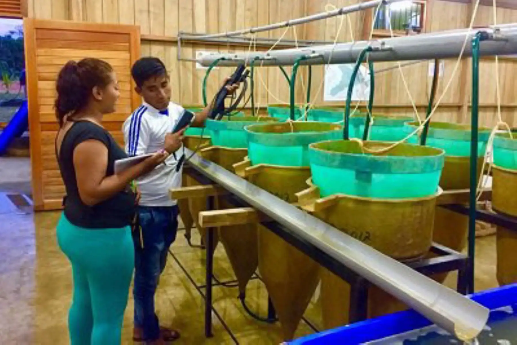 El Ministerio de Agricultura y Riego (Minagri) impulsó la instalación de 300 estanques piscícolas en la región Loreto para mejorar la calidad de vida de unas 800 familias dedicadas a la reproducción y crianza de peces.