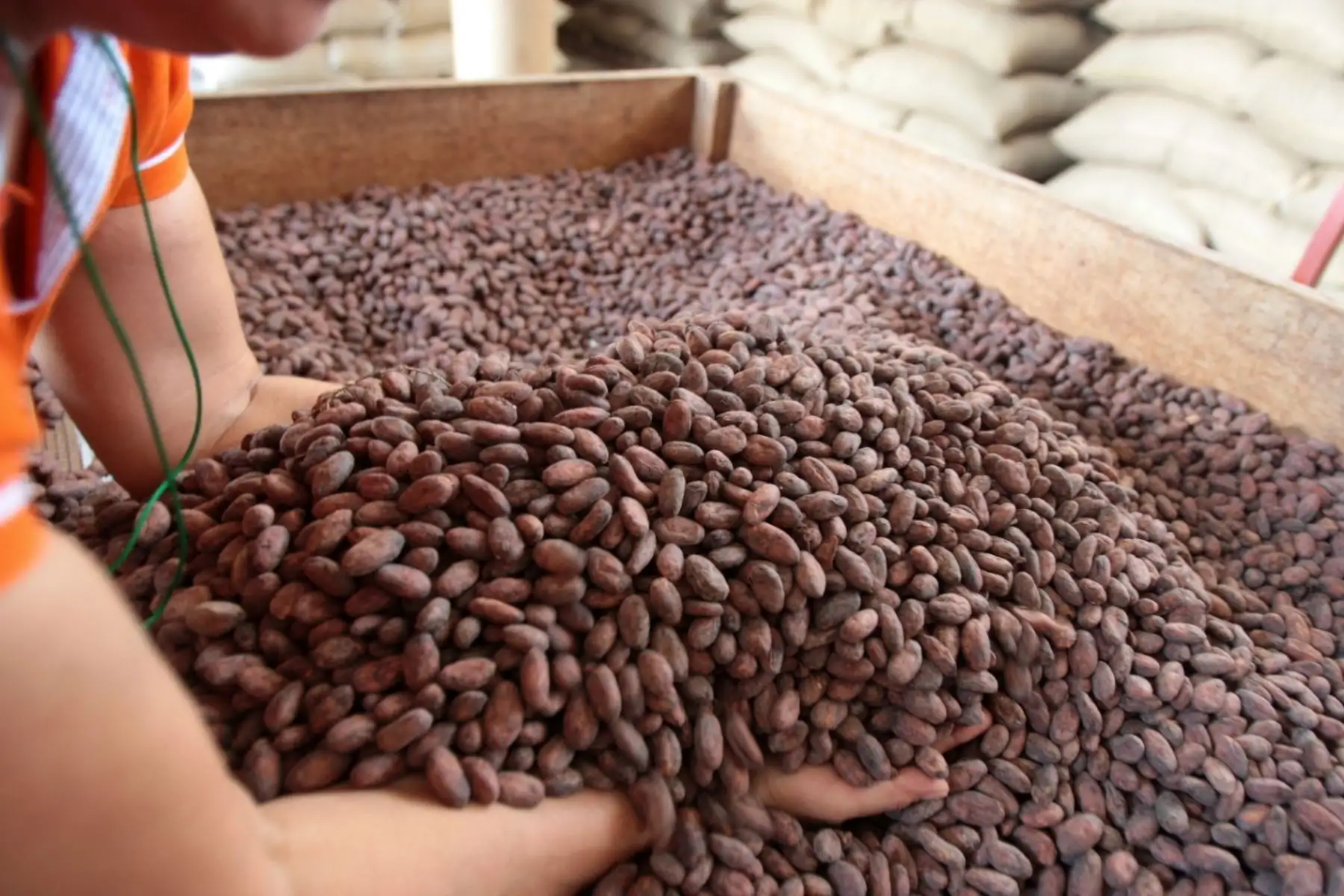 Centro de acopio de cacao , en el Vale del Monzón. ANDINA/archivo