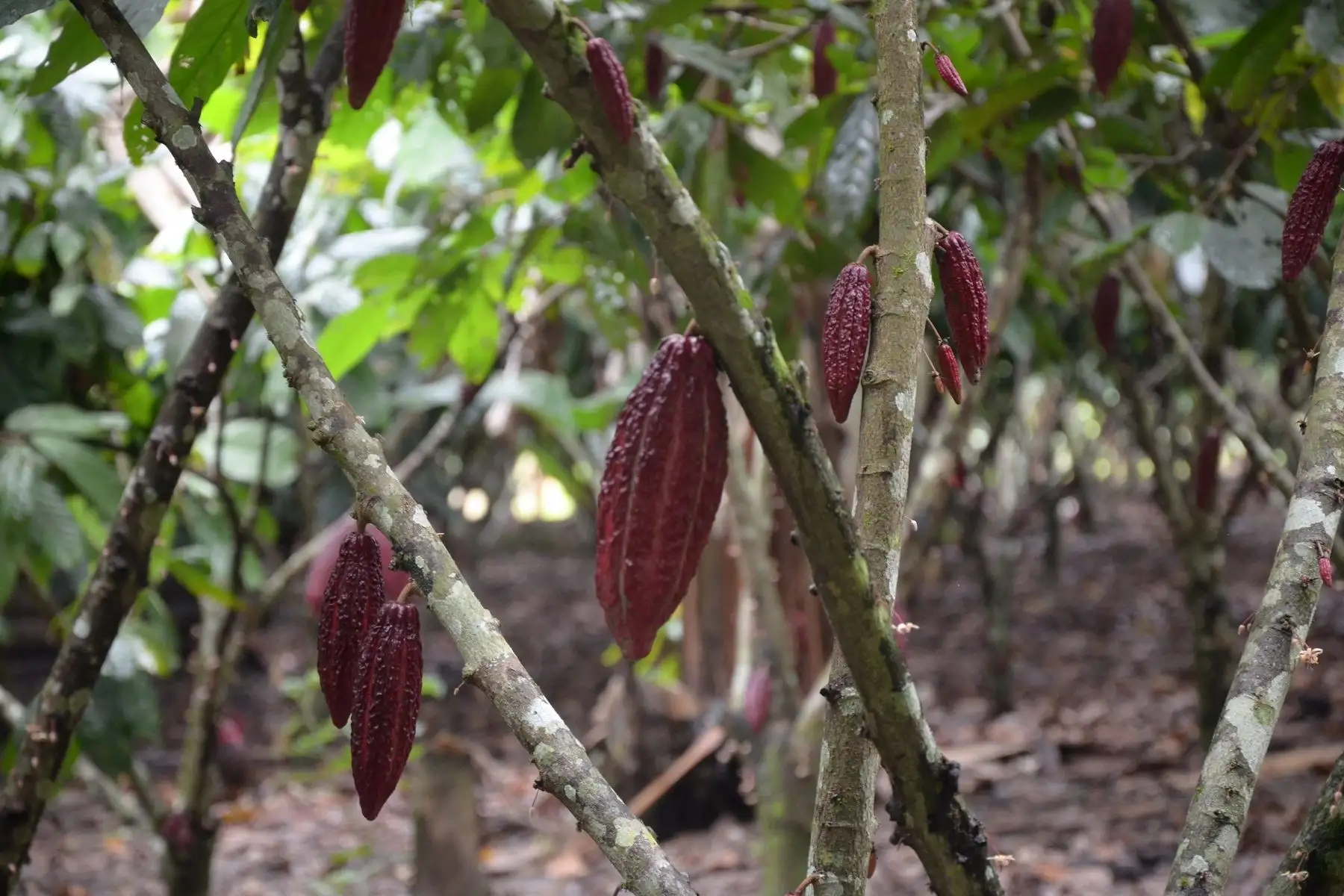 Mujeres emprendedoras de Satipo, en Junín, impulsan producción de cacao nativo con valor agregado. ANDINA/Pedro Tinoco