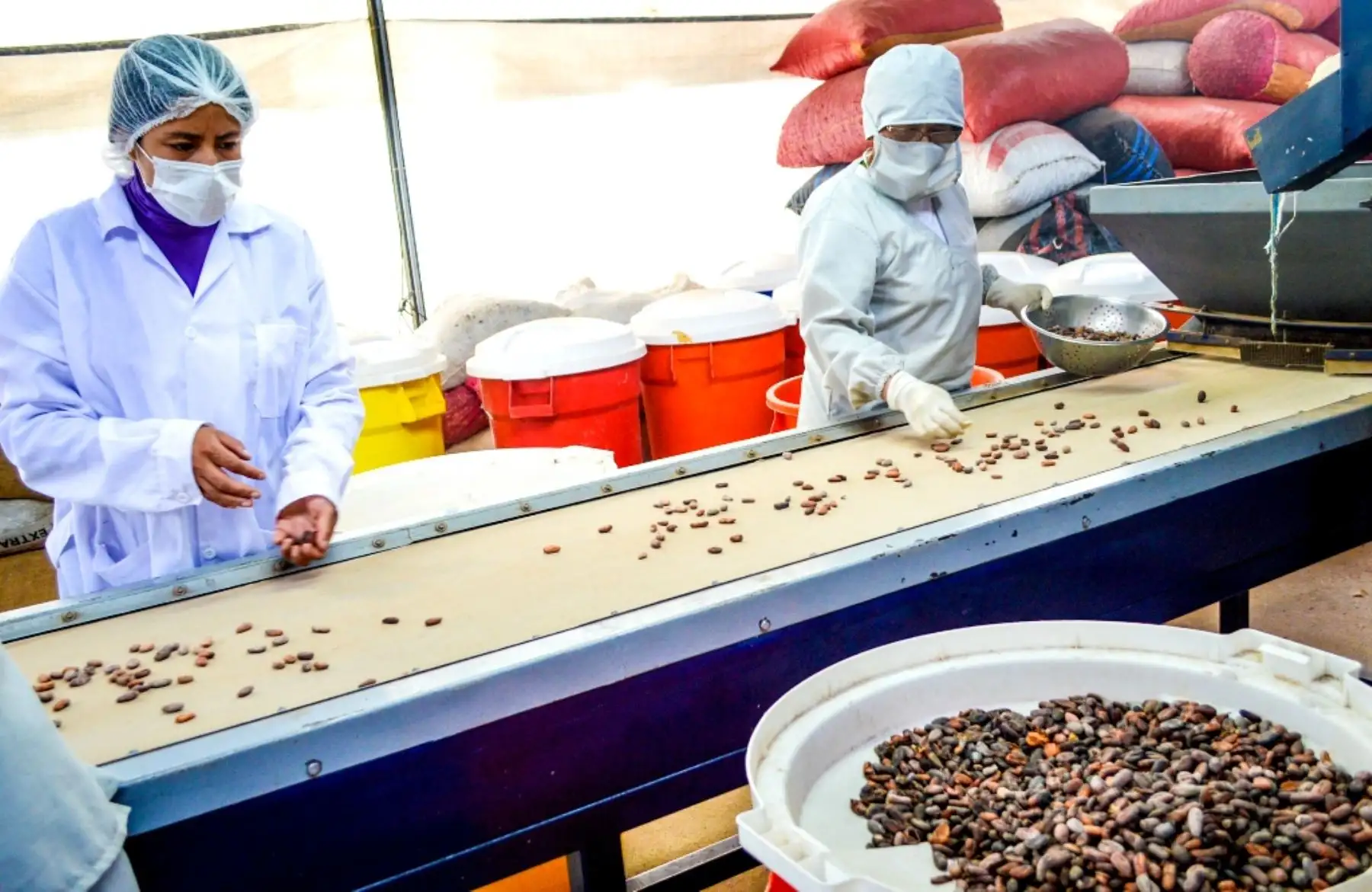 Productores de cacao en el Valle del Monzón
Foto: ANDINA/Jhony Laurente