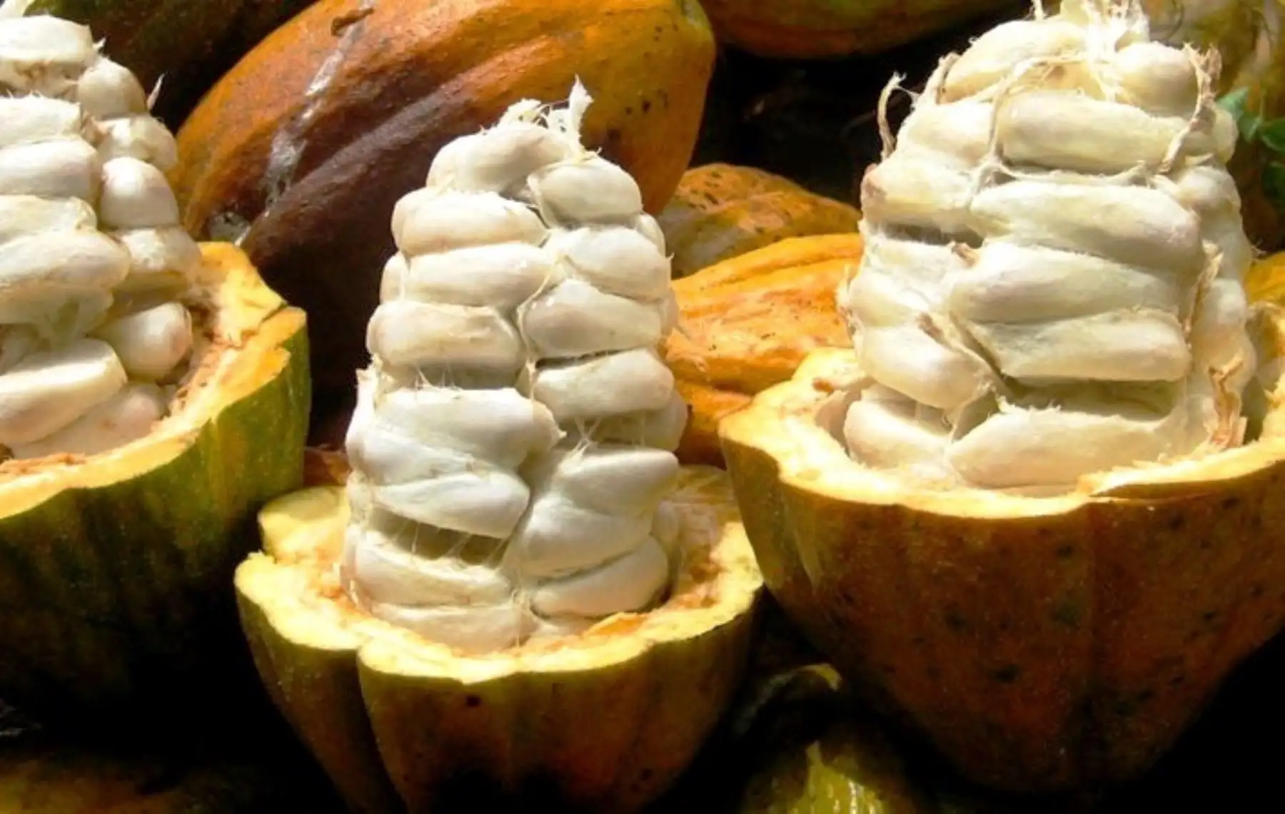 Cacao peruano conquista nuevos mercados en Europa.