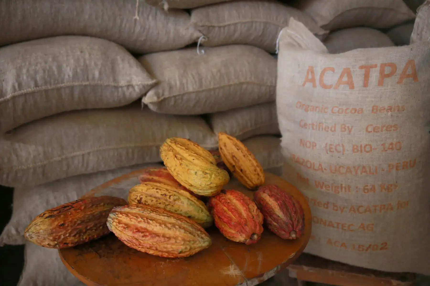 Productores de cacao en el Valle del Monzón
Foto: ANDINA/Jhony Laurente
Foto: ANDINA/Jhony Laurente