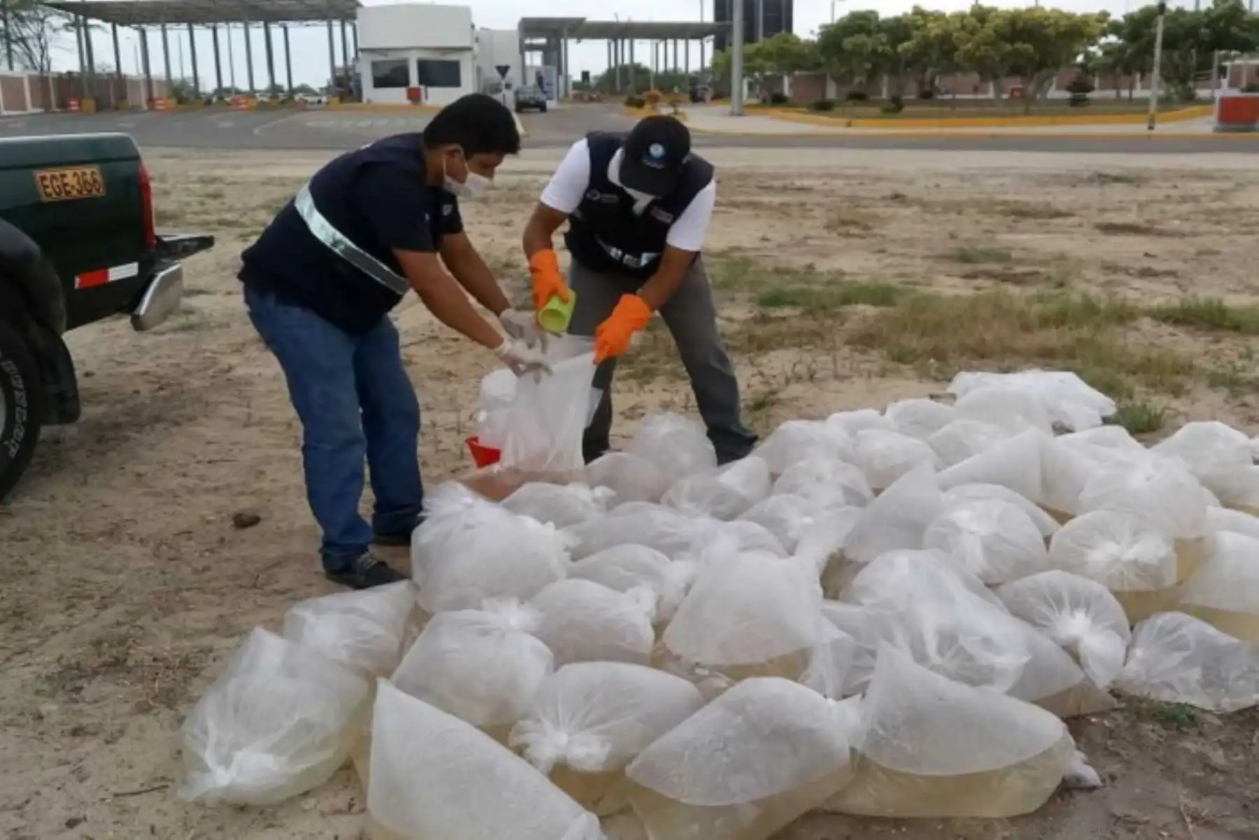En el decomiso de los langostinos contó con el apoyo de las autoridades de Aduanas, la Policía Nacional del Perú (PNP) y el Ministerio de la Producción (PRODUCE).