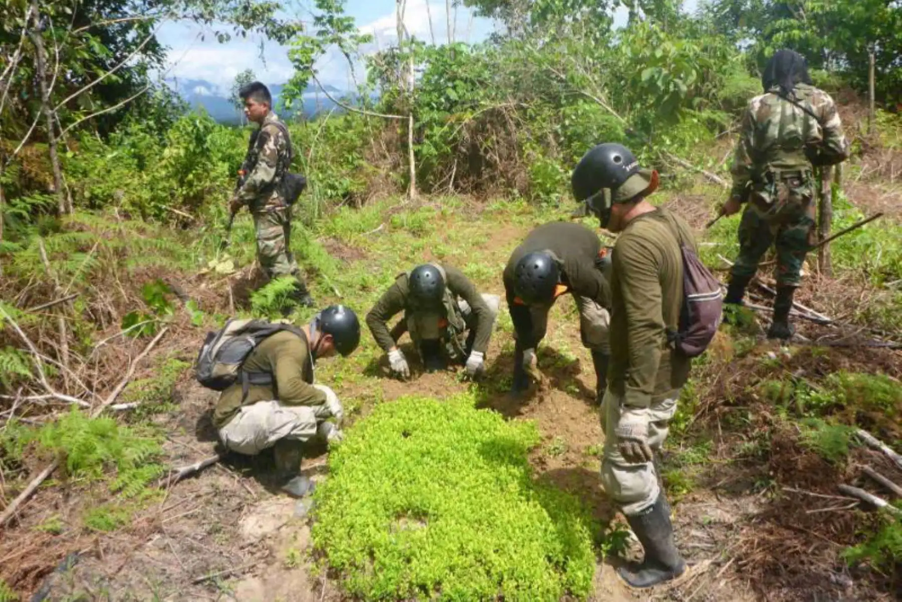 El Proyecto Especial de Control y Reducción de Cultivos Ilegales en el Alto Huallaga (Corah), con el apoyo de la Policía Nacional del Perú (PNP), erradicó 5,915.44 hectáreas de hoja de coca ilegal en los ejes operacionales de Aguaytía (Ucayali), Santa Lucía (San Martín) y Ciudad Constitución (Pasco).