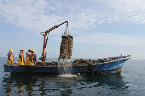 Fortalecen sanidad en producción de concha de abanico en la Bahía de Sechura, en Piura.