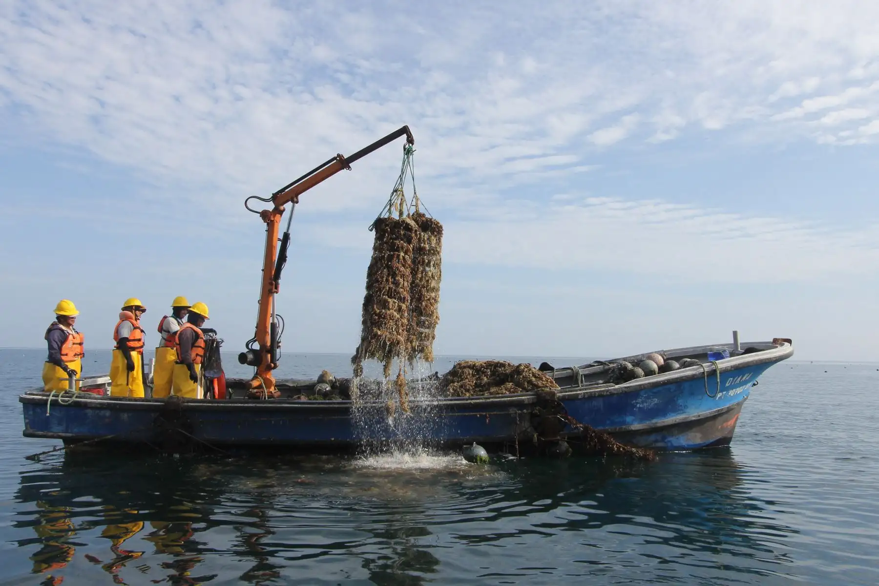 Fortalecen sanidad en producción de concha de abanico en la Bahía de Sechura, en Piura.