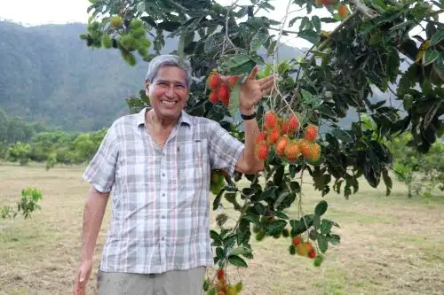 El investigador Hugo Villachica busca introducir el cultivo de rambután, la fruta que aspira en convertirse en sensación en Satipo. ANDINA