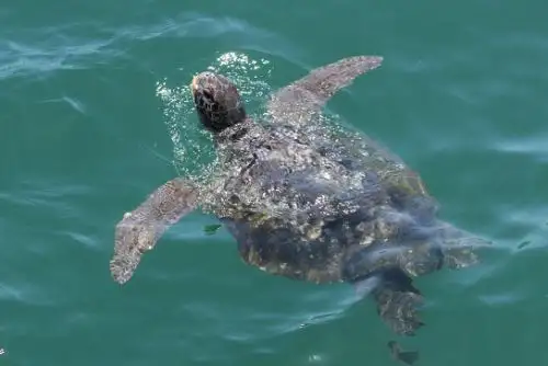 El Ministerio de Agricultura y Riego, a través del Servicio Nacional Forestal y de Fauna Silvestre (Serfor), en coordinación con los Ministerios del Ambiente y de la Producción realizará mañana un taller nacional para elaborar el Plan Nacional de Conservación de las Tortugas Marinas del Perú.