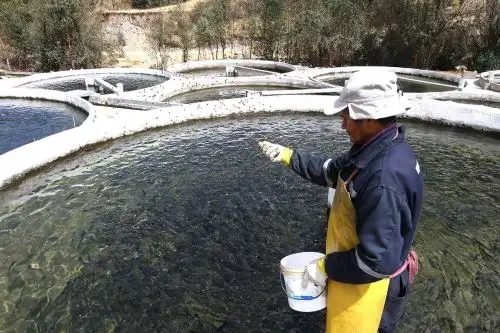 El Organismo Nacional de Sanidad Pesquera (Sanipes) y el Proyecto Especial Binacional Lago Titicaca (PEBLT) del Ministerio de Agricultura y Riego, firmaron hoy un convenio de cooperación interinstitucional, con el propósito de fortalecer la sanidad e inocuidad en la producción de recursos hidrobiológicos, principalmente trucha, en Puno.