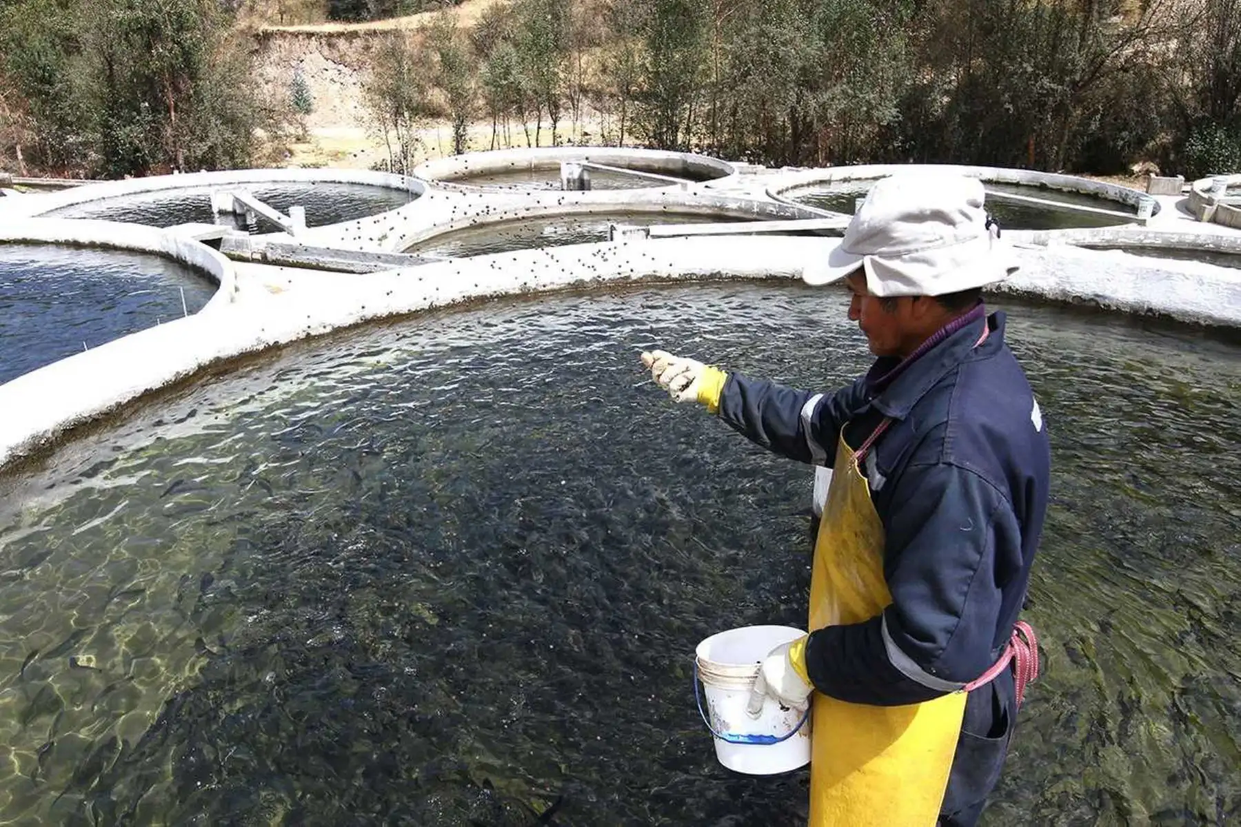 El Organismo Nacional de Sanidad Pesquera (Sanipes) y el Proyecto Especial Binacional Lago Titicaca (PEBLT) del Ministerio de Agricultura y Riego, firmaron hoy un convenio de cooperación interinstitucional, con el propósito de fortalecer la sanidad e inocuidad en la producción de recursos hidrobiológicos, principalmente trucha, en Puno.