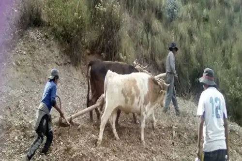 La siembra de pastos mejorados por el Ministerio de Agricultura y Riego (Minagri), ha permitido duplicar la producción lechera en la región Áncash y elevar la calidad de la carne.Foto:  ANDINA/Difusión.
