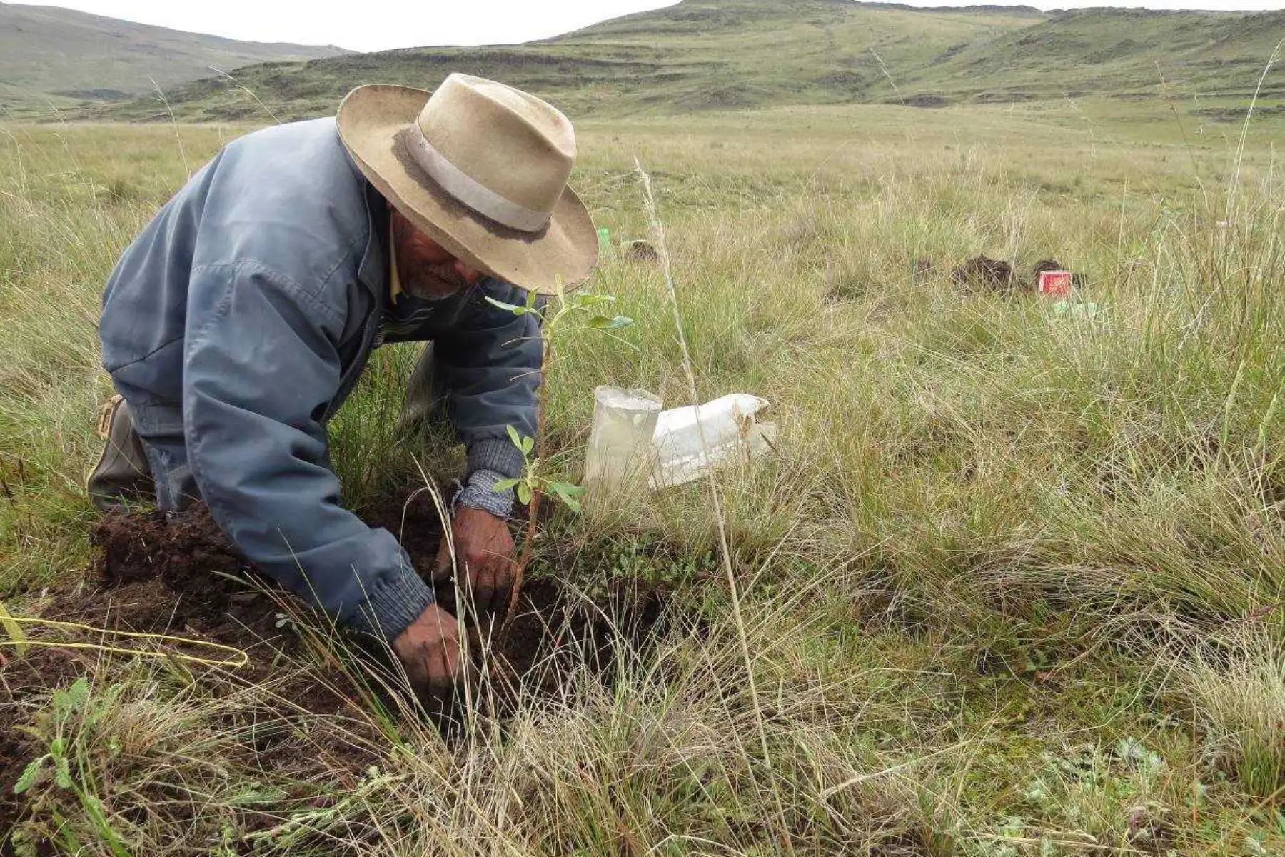 El Servicio Nacional de Áreas Naturales Protegidas por el Estado (Sernanp) encabezó la reforestación de más de 1,500 plantones de la especie nativa quenuales, en dos hectáreas del sector Chalacpampa, en el Santuario Nacional de Calipuy, ubicado en la región La Libertad.