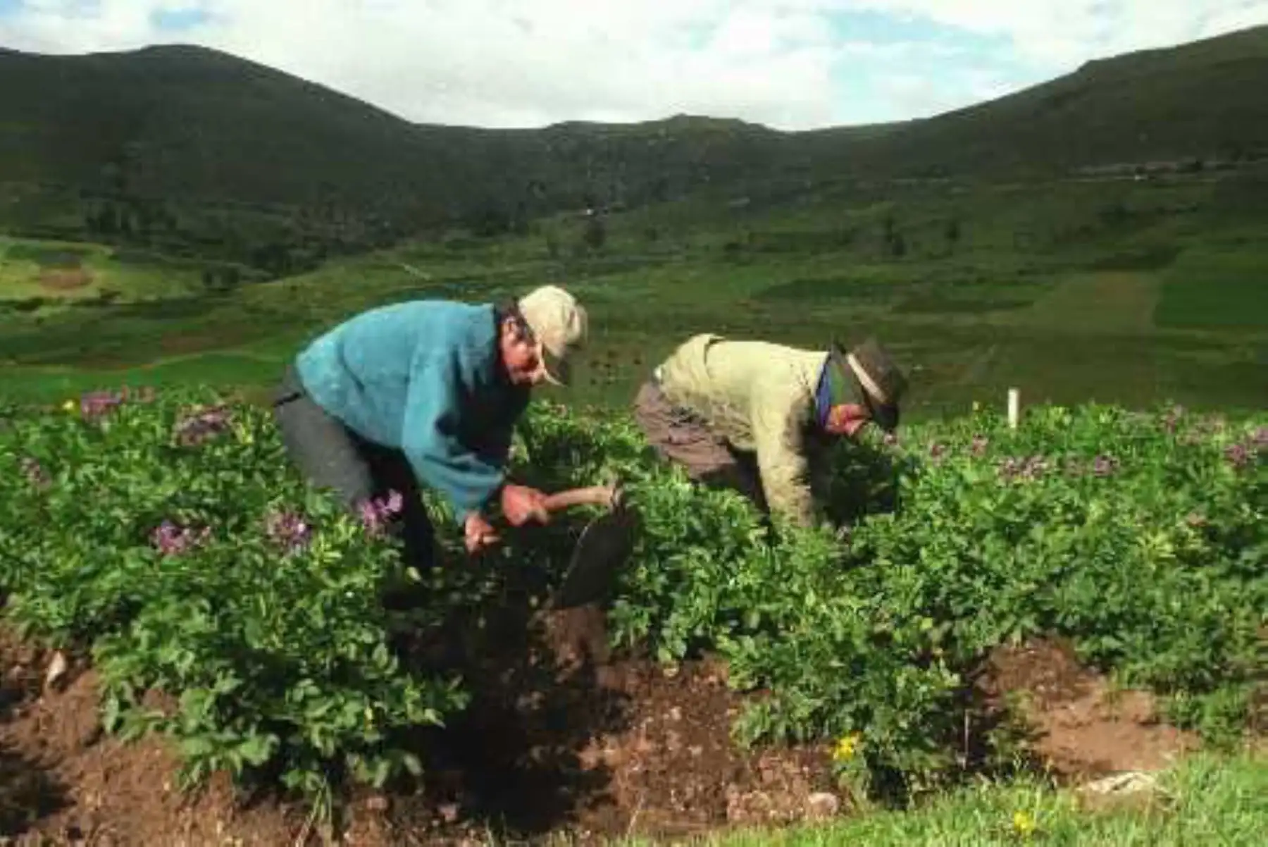 Profesionales del Programa de Compensaciones para la Competitividad (Agroideas) del Ministerio de Agricultura y Riego capacitaron en asociatividad a productores de papa blanca de región Huánuco.