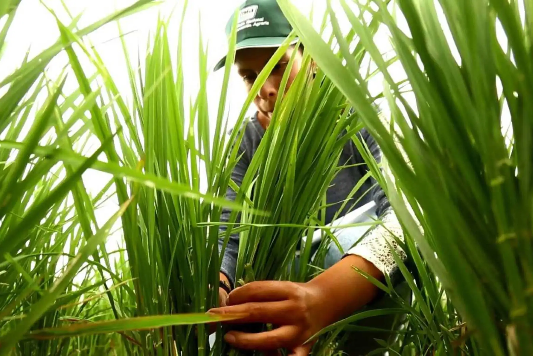Para contribuir con la disminución de la población del mosquito Anopheles, trasmisor de la malaria, el Ministerio de Agricultura y Riego (Minagri), a través del Instituto Nacional de Innovación Agraria (INIA) viene desarrollando en la costa norte del país, los ensayos de validación técnica y económica del sistema de riego por secas intermitentes en el cultivo de arroz.