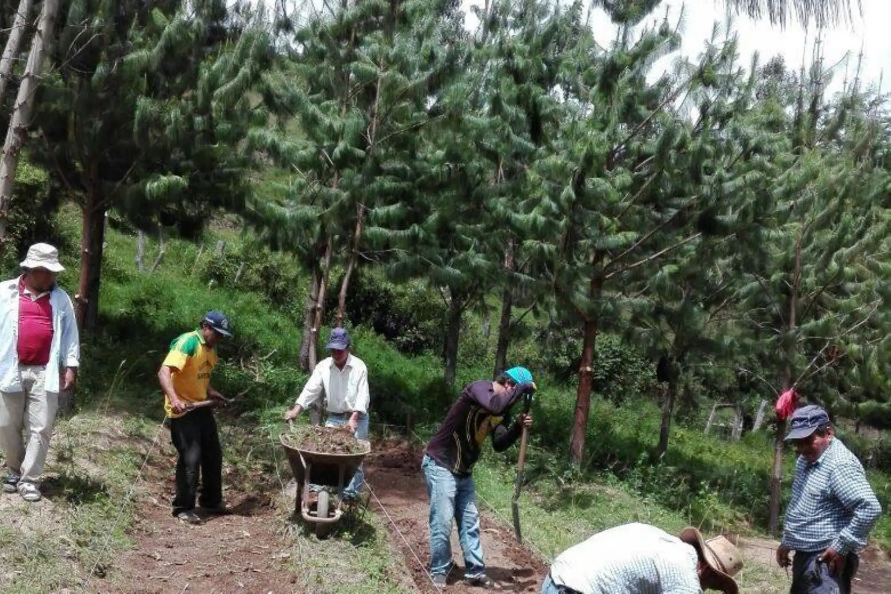 Con 300,000 pinos reforestarán zonas afectadas por la tala ilegal en la cuenca del Zaña en Lambayeque y Cajamarca. ANDINA