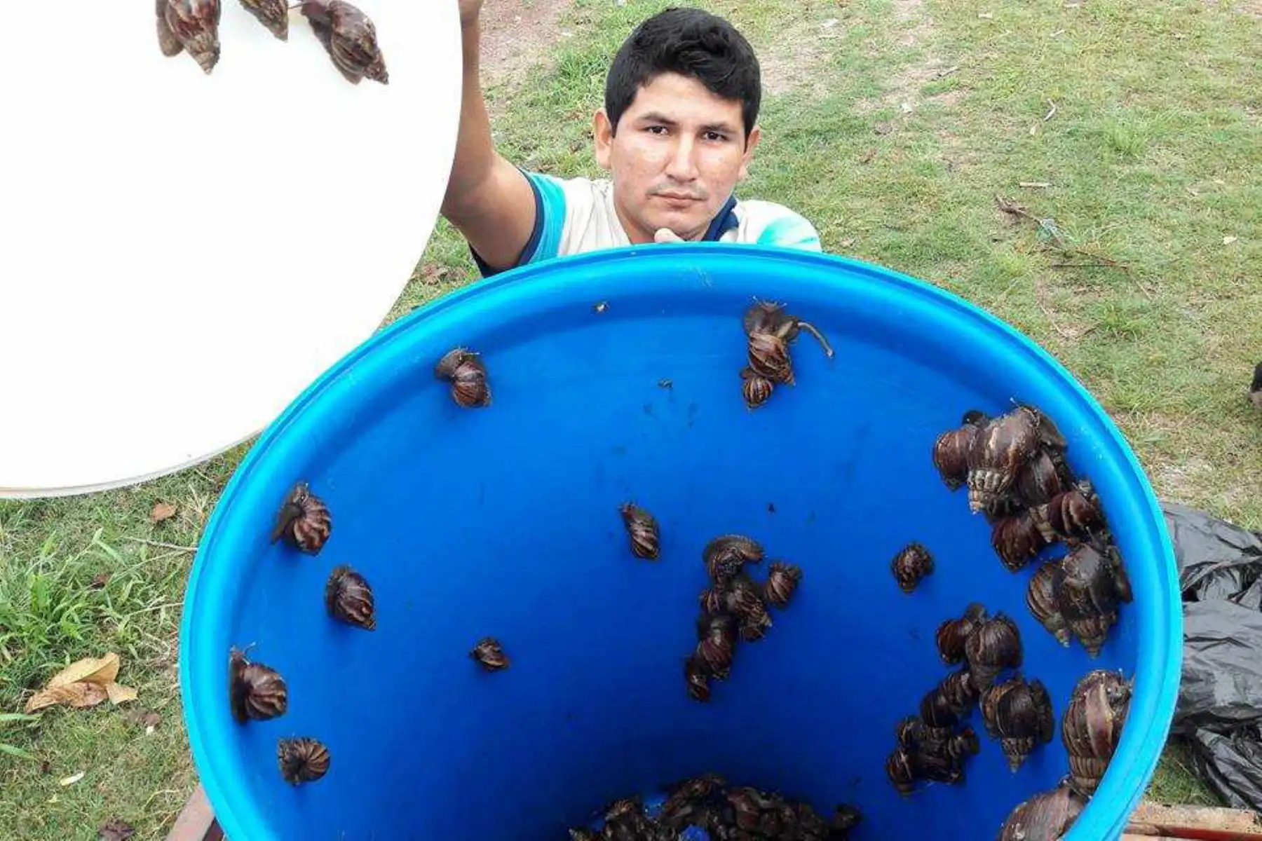 El Servicio Nacional de Sanidad Agraria (Senasa) junto con pequeños agricultores y la población en general sumaron esfuerzos para erradicar la plaga del caracol gigante africano  en Capirushari, uno de los centros poblados del distrito de Mazamari, provincia de Satipo, en la región Junín.