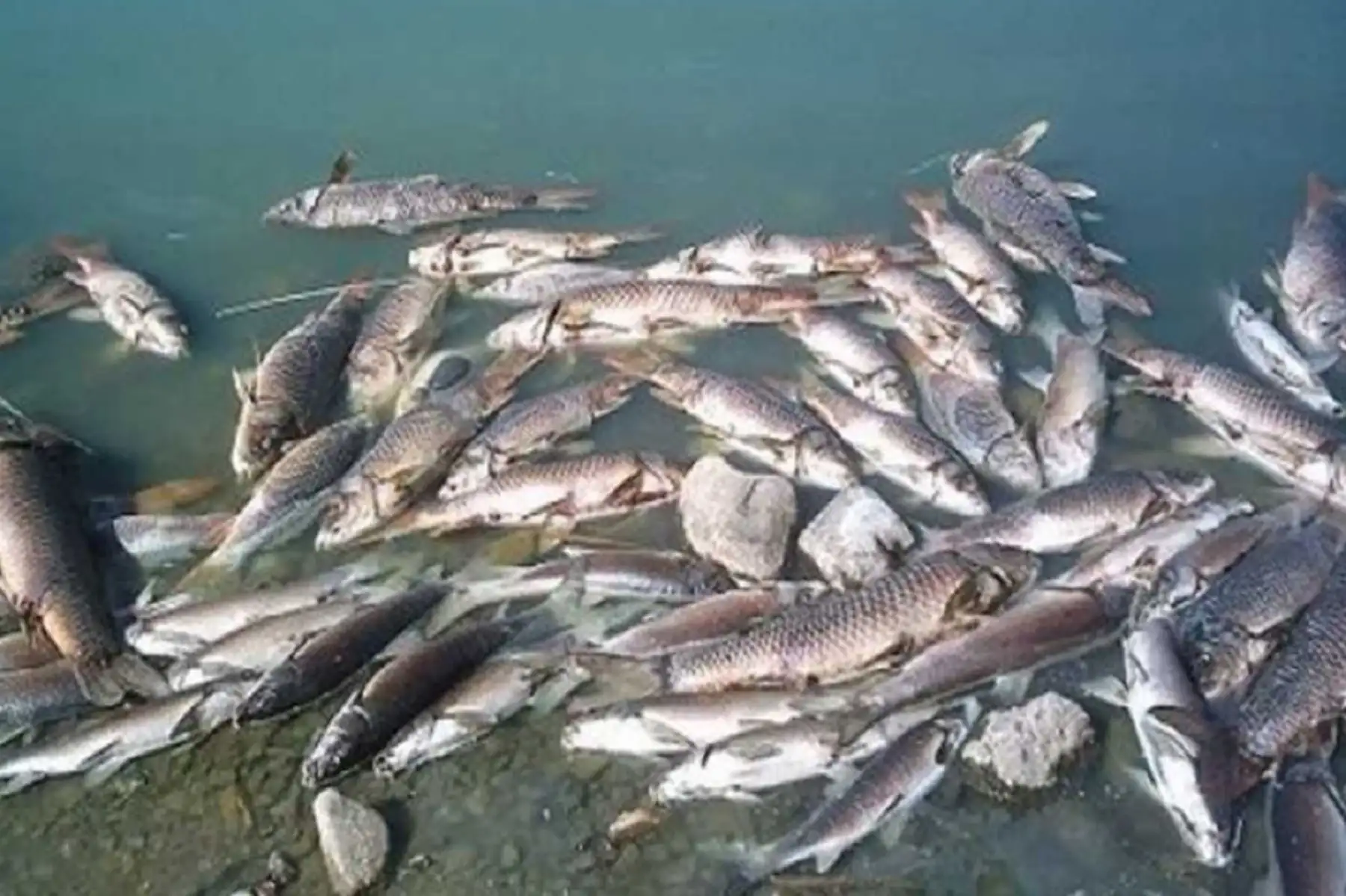 Especialistas tomaron muestras de otros espejos de agua para descartar el “Virus de la Tilapia Lacustre (TiLV)