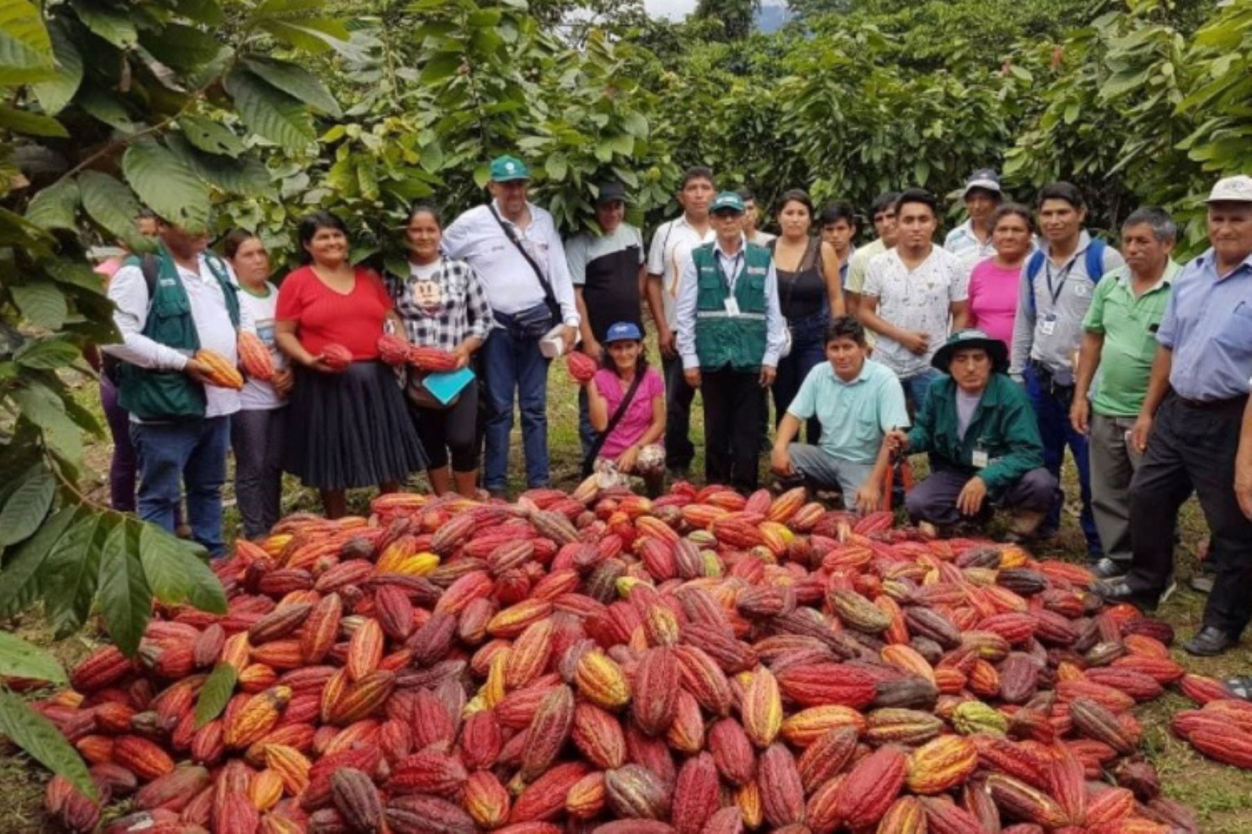 El cacao es uno de los principales cultivos de la provincia de Leoncio Prado, región Huánuco. Foto: ANDINA/Difusión