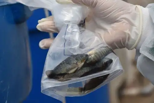 Sanipes adopta medidas para evitar propagación del virus que afecta a las tilapias. ANDINA/Difusión