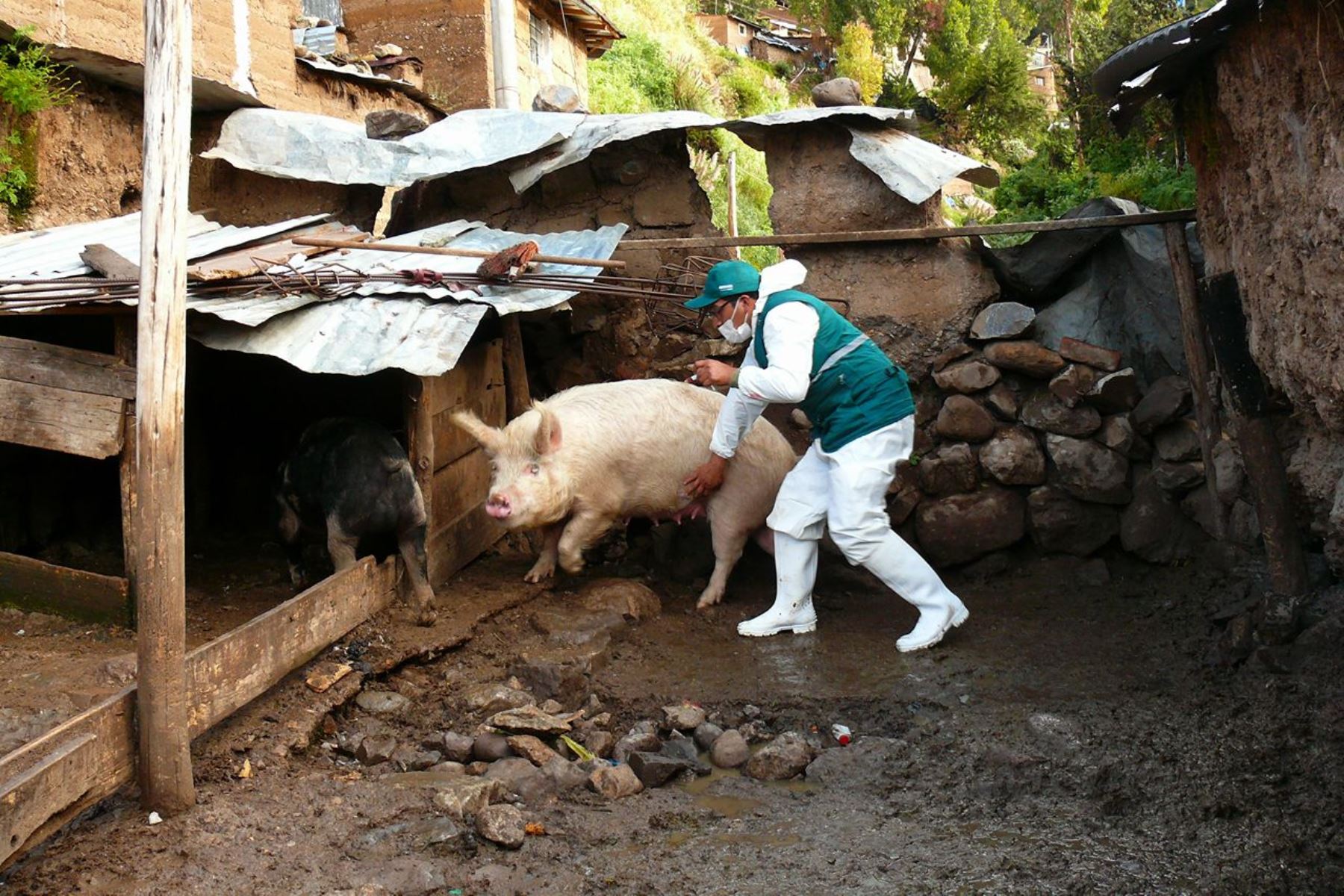 Senasa vacuna 14,927 cerdos contra la peste porcina clásica en Ayacucho. ANDINA/Difusión