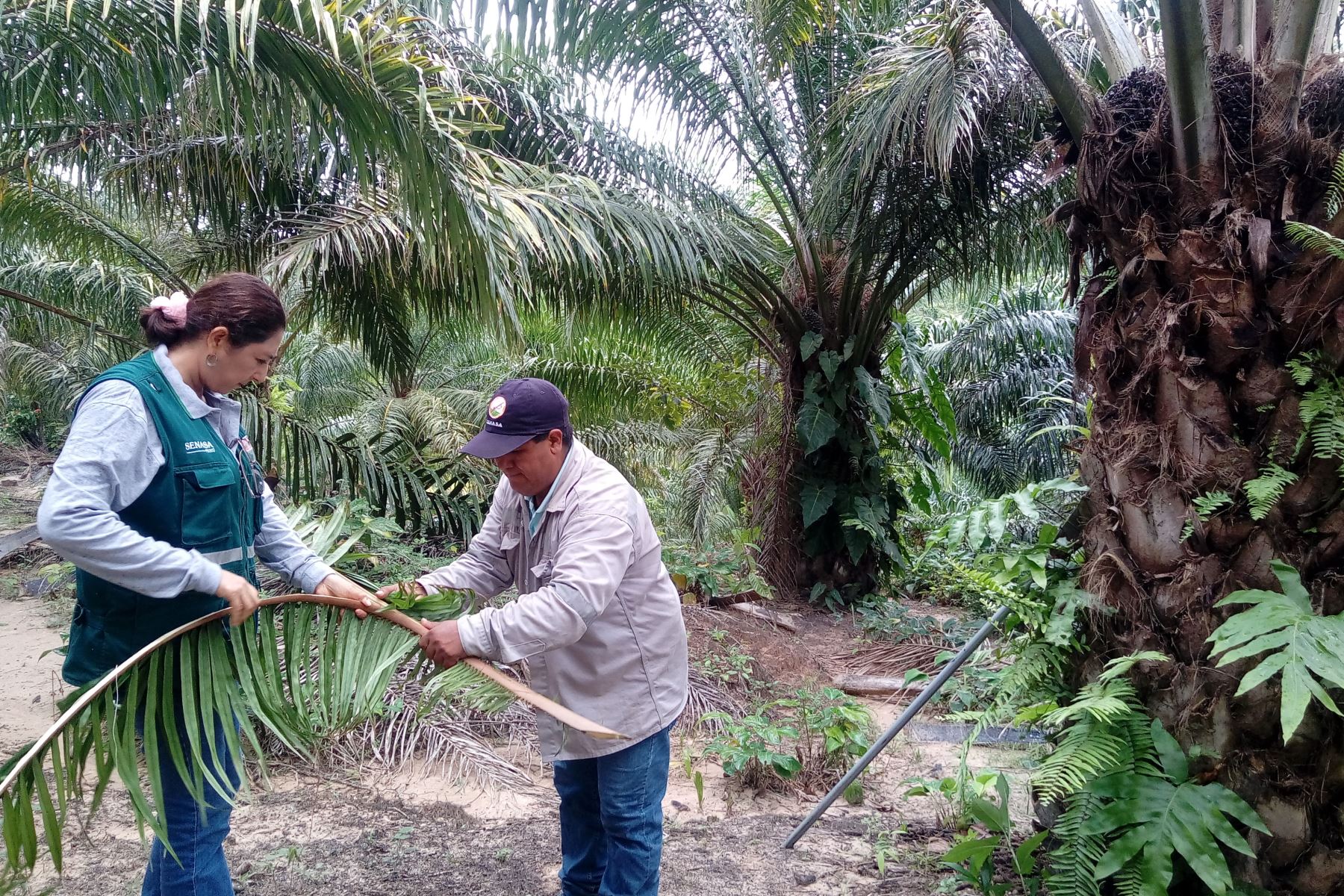Senasa realiza vigilancia y control de plagas en palma aceitera en Ucayali. ANDINA/Difusión