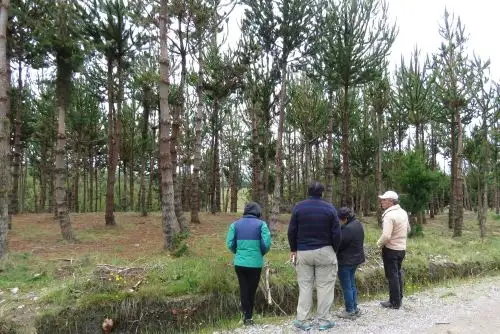 Buscan optimizar la producción maderera de la región Cajamarca.Foto:   ANDINA/Difusión.