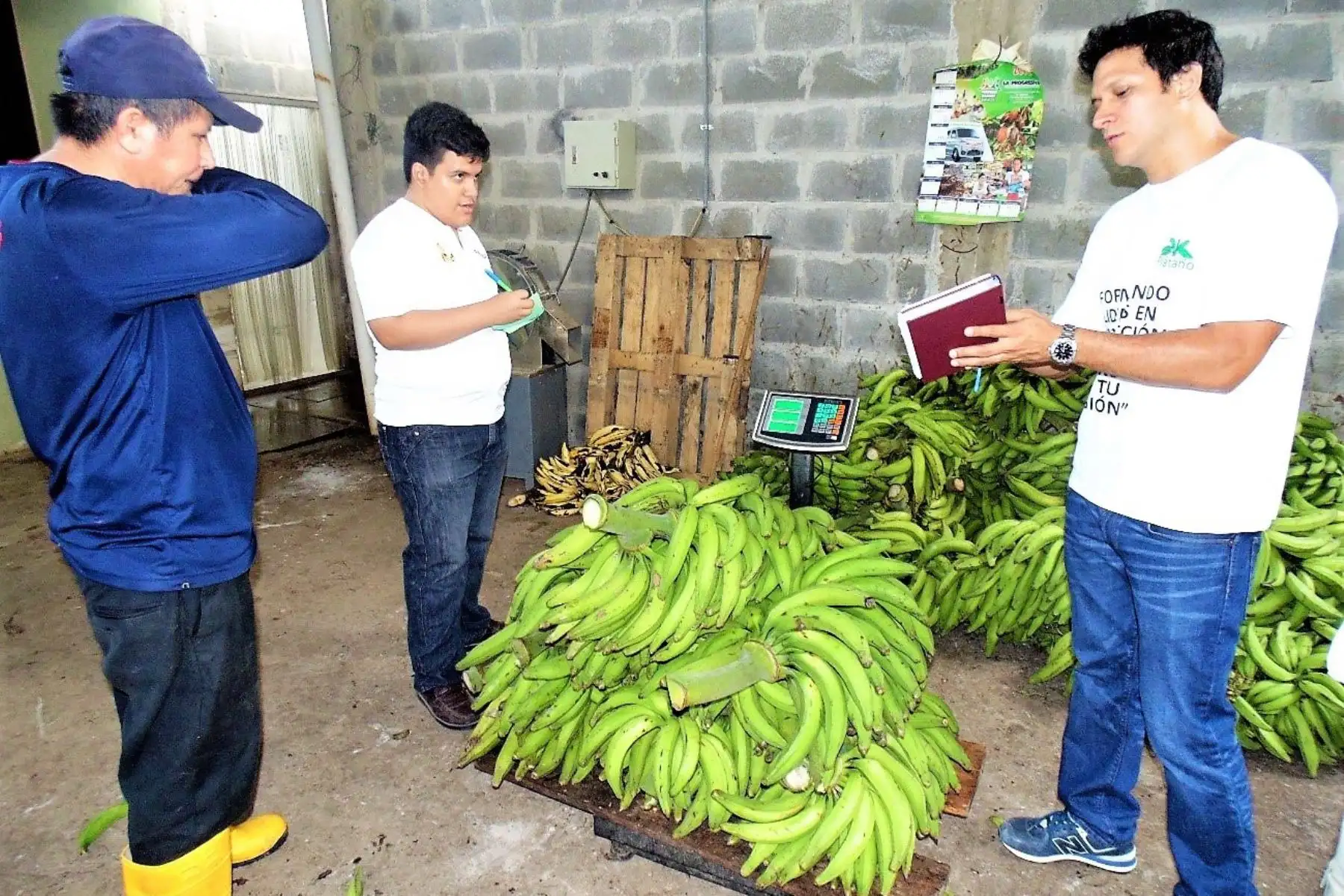 San Martín potencia la producción de plátano para llegar a más mercados. ANDINA/Difusión
