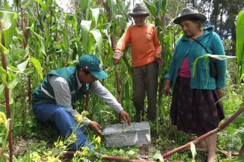 El Servicio Nacional de Sanidad Agraria (Senasa) intensifica la ejecución de acciones de control integrado de roedores en 145 hectáreas de cultivos reportadas como afectadas en las provincias cusqueñas de Acomayo, Anta, Calca, La Convención, Paruro, Paucartambo y Urubamba.