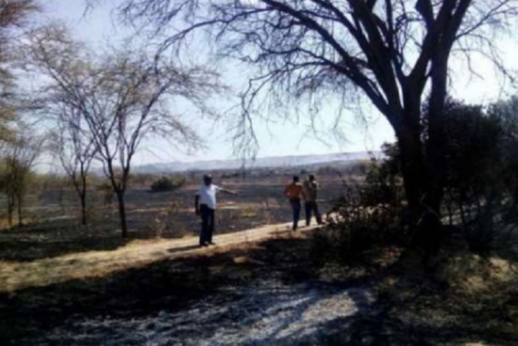 Incendio forestal en Catacaos no dejó daños personales.