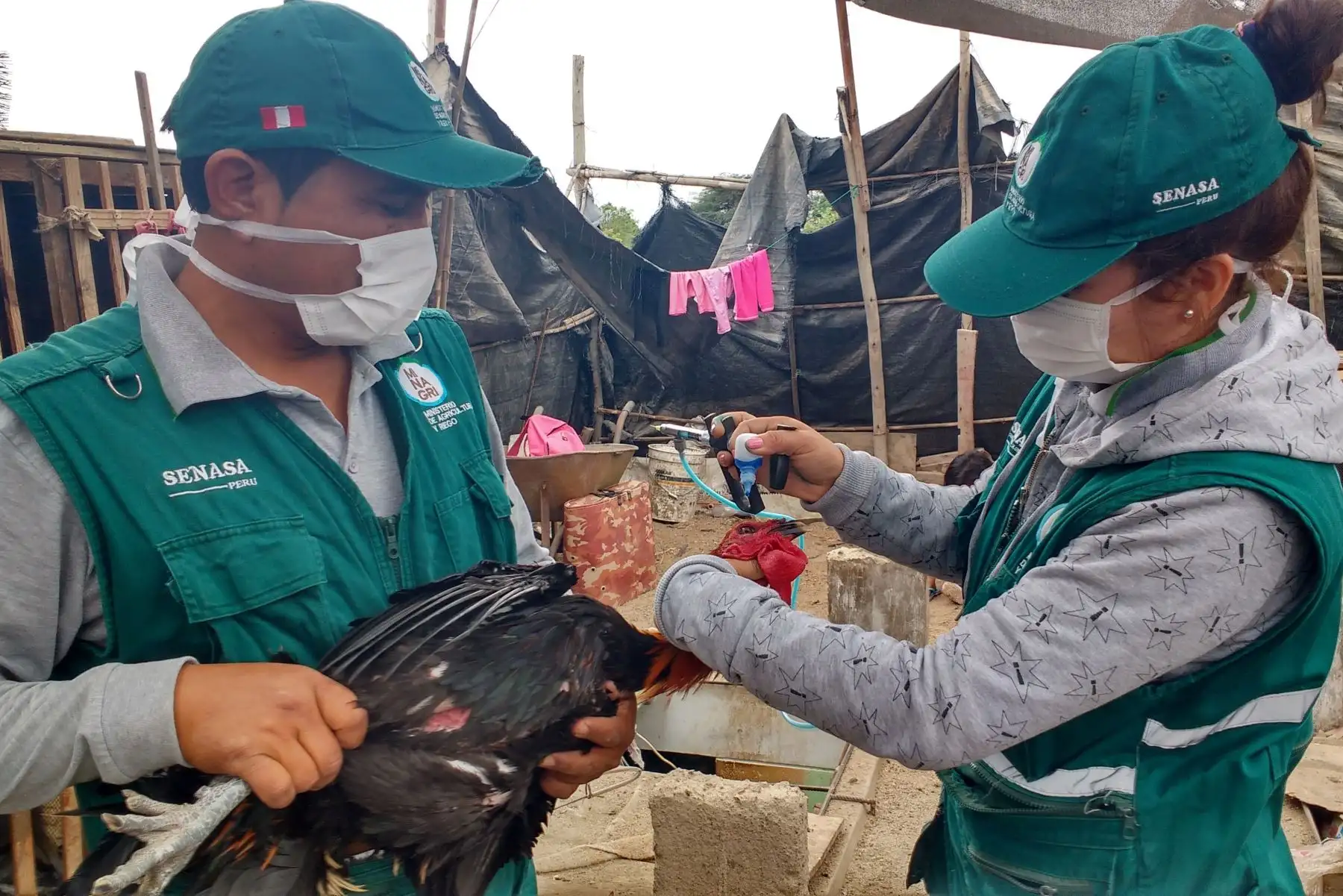 Senasa inicia campaña de vacunación de aves en Ica para prevenir enfermedades en dicha región. ANDINA/Difusión