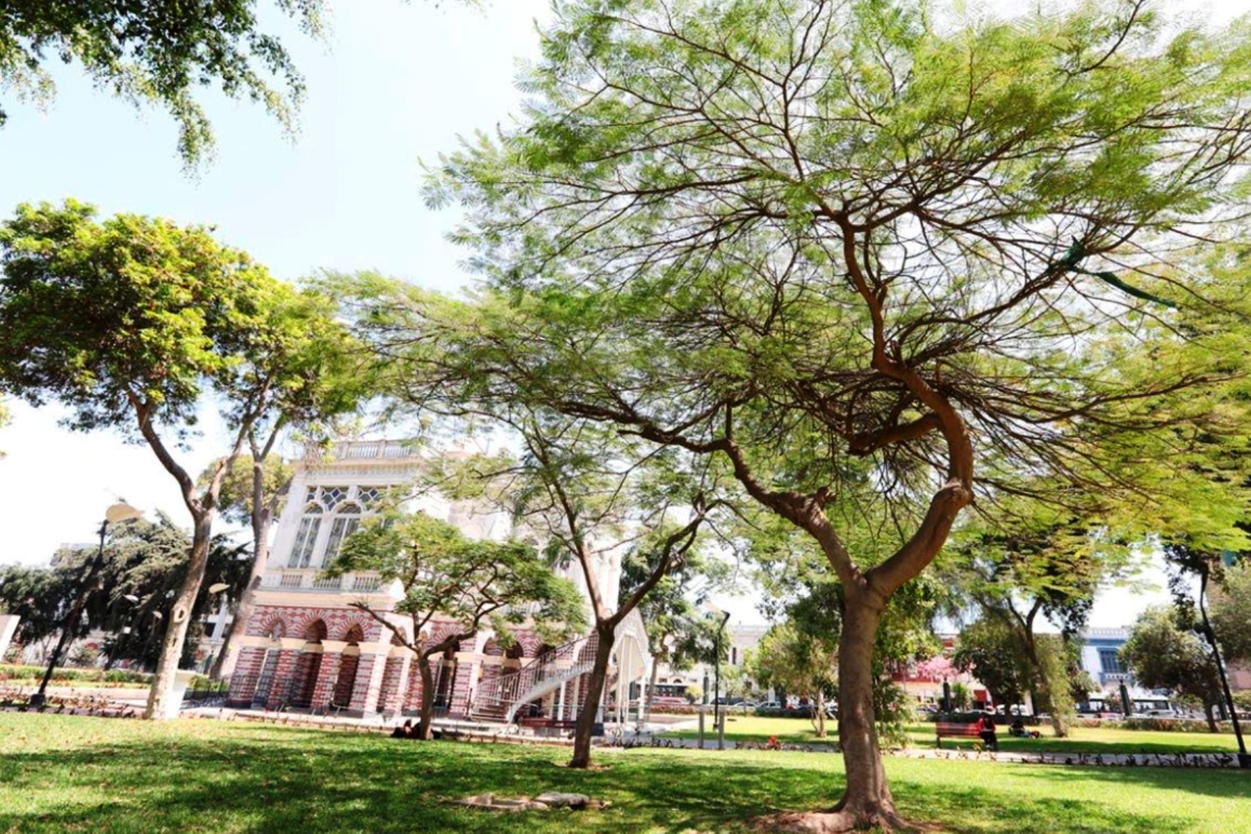 Parque de la Exposición: árboles con más de 100 años de antigüedad son recuperados. Foto: ANDINA/Difusión.