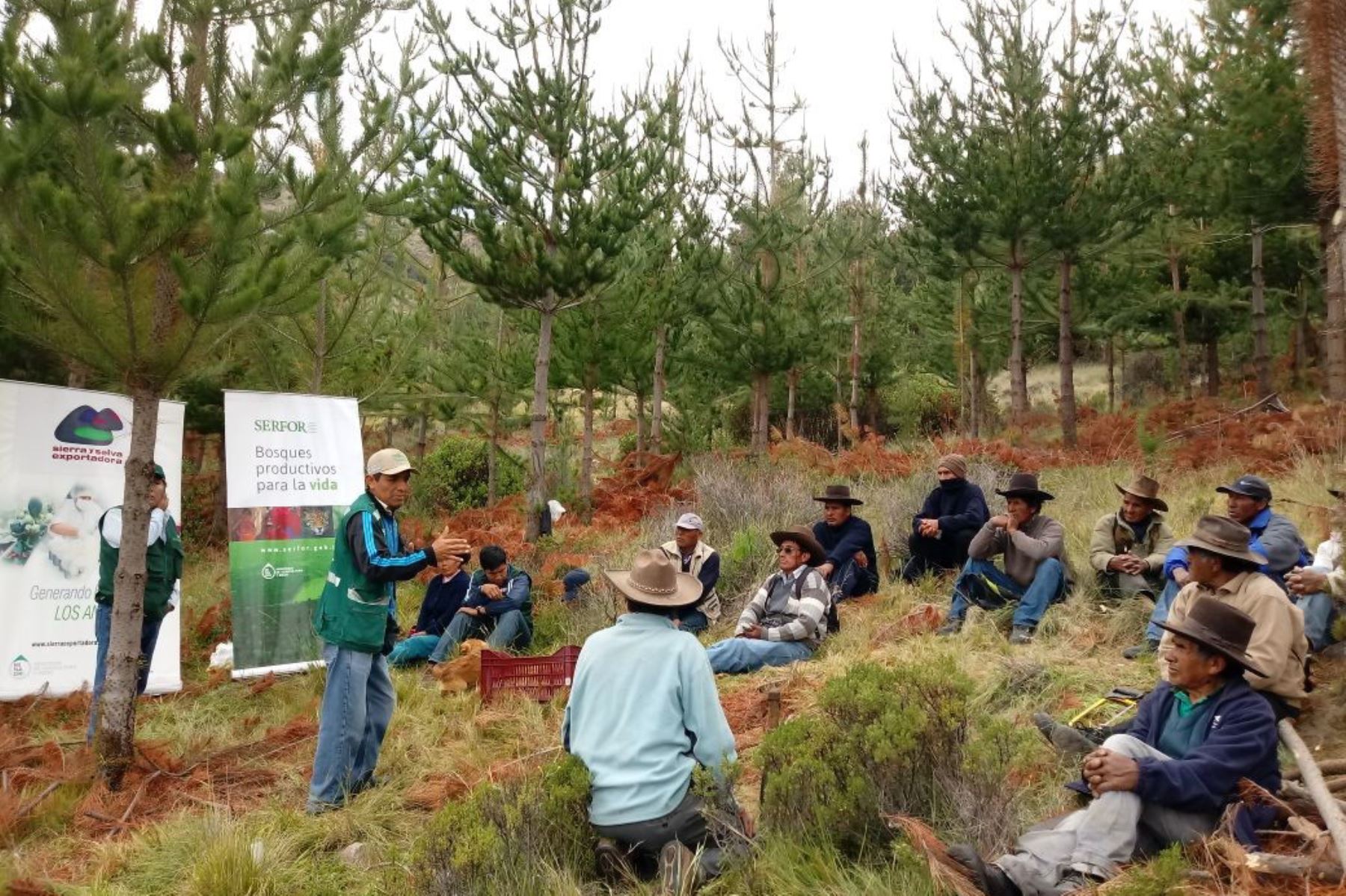 Moquegua innovará con el cultivo de pino y hongos comestibles. ANDINA/Difusión