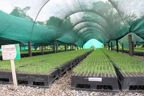 Con siembra de 3,800 especies de árboles reforestarán el Vraem.