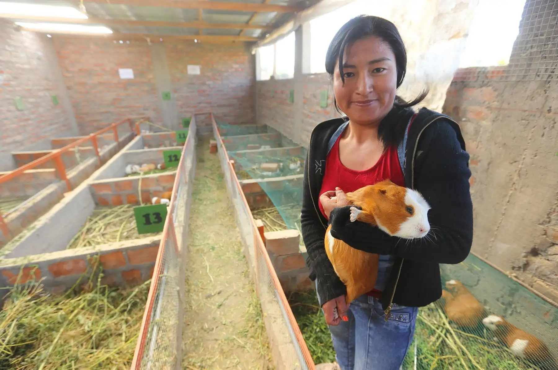 Familias pobres de Incahuasi, en Lambayeque, emprenden negocios de crianza de cuy. ANDINA/Difusión