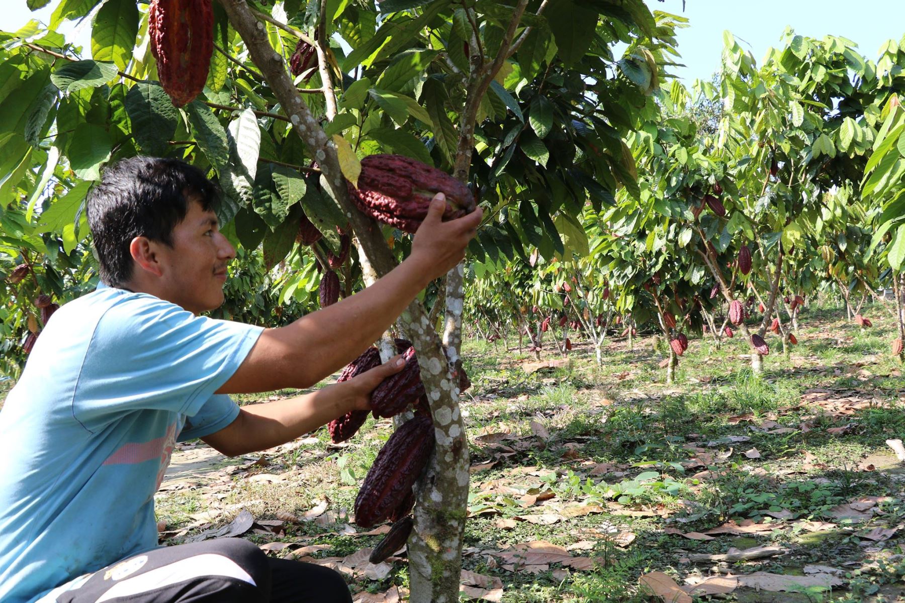 ANDINADevida destina S/ 100,000 para combatir plaga que daña cultivos de cacao en Huánuco. ANDINA